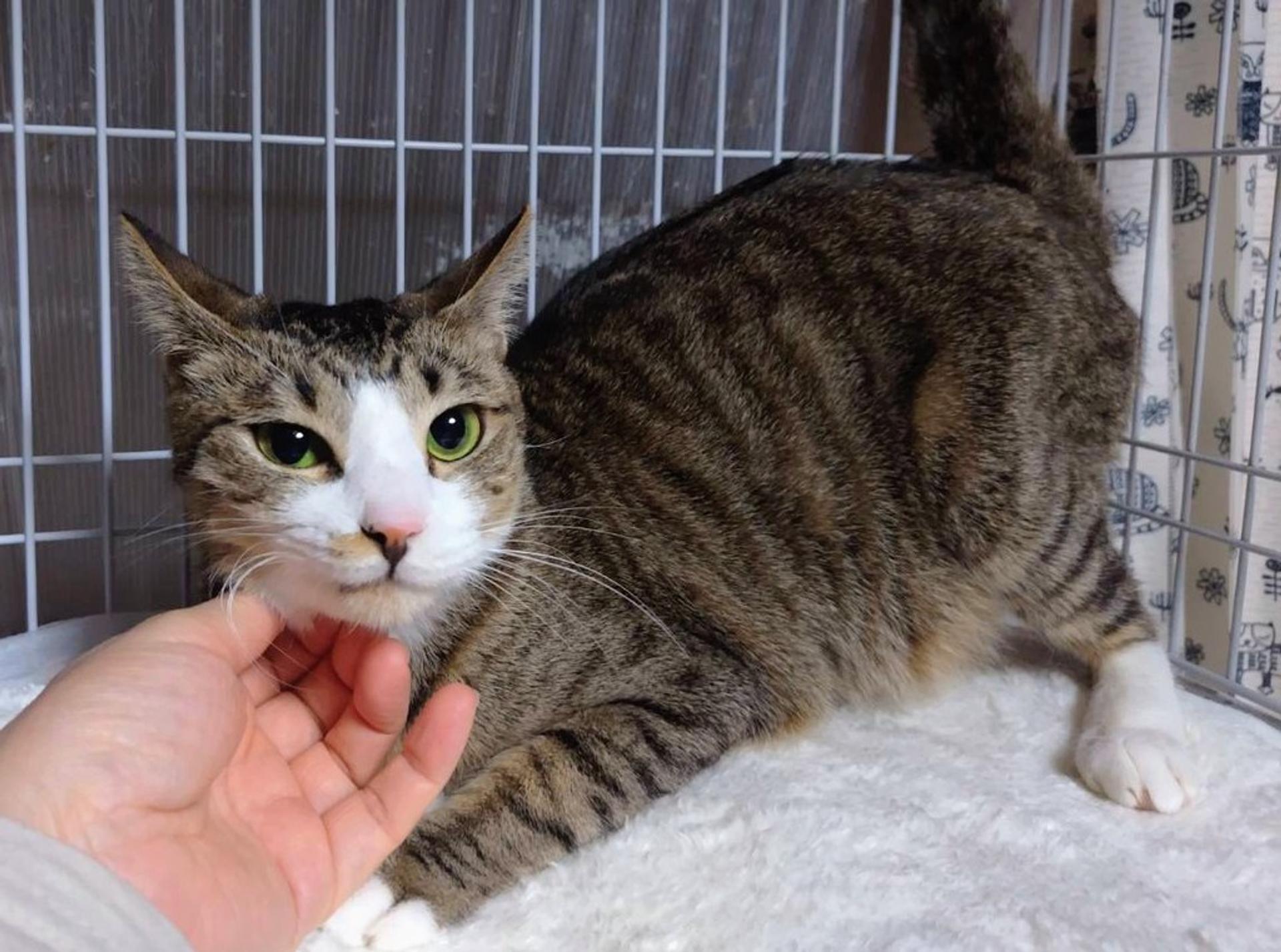 pet-image-3
