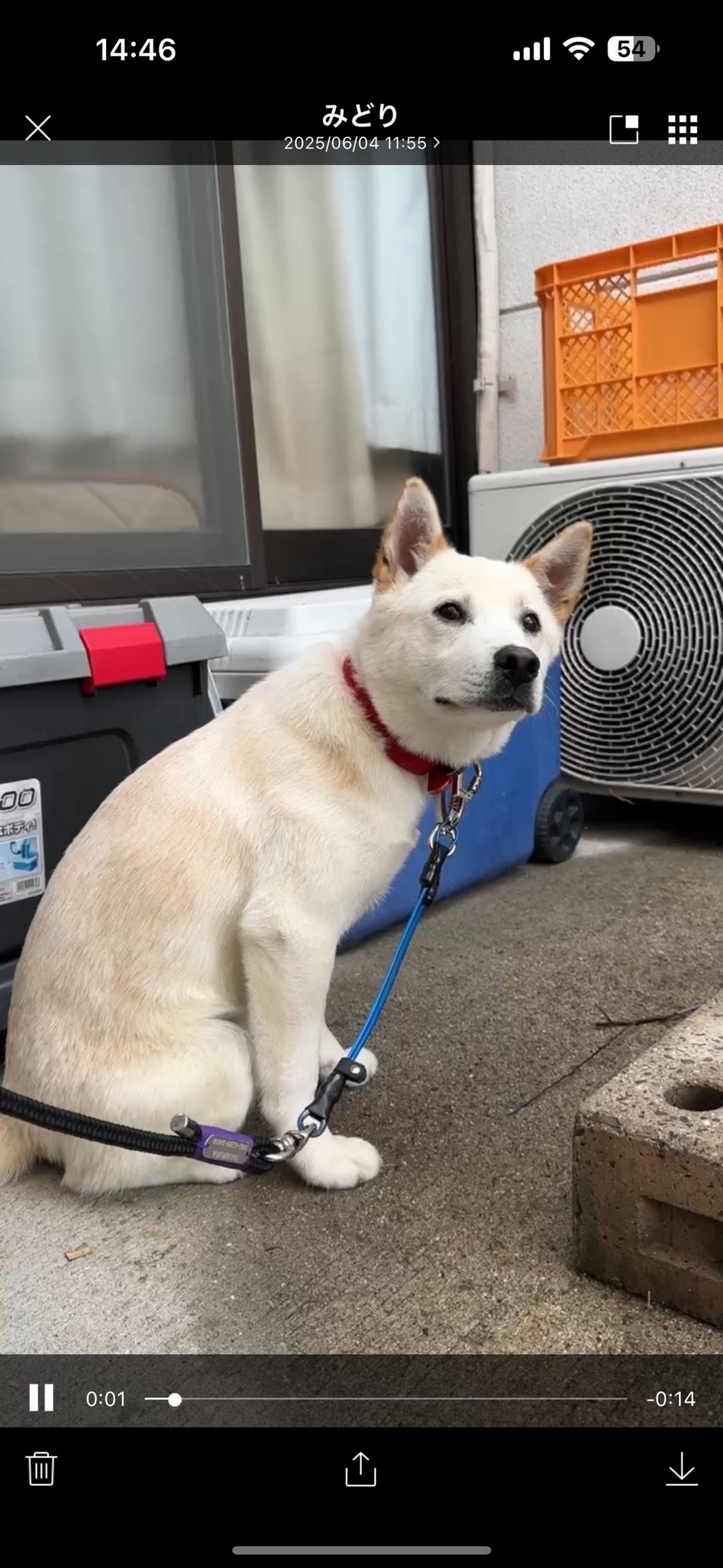 雑種（ミックス犬）・オスの里親募集の写真