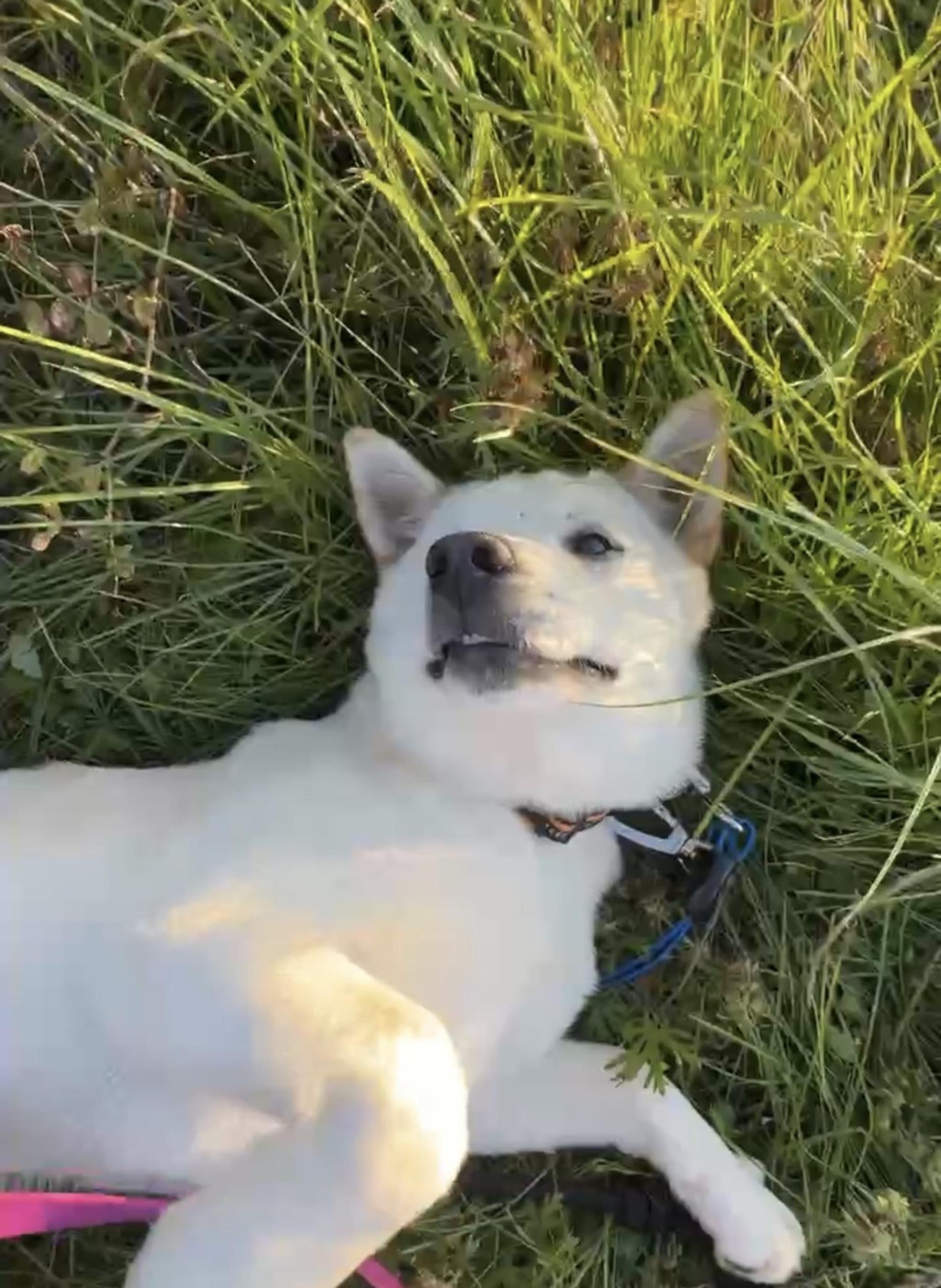 pet-image-4