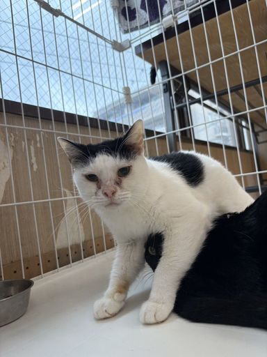 雑種（ミックス猫）・メスの里親募集の写真