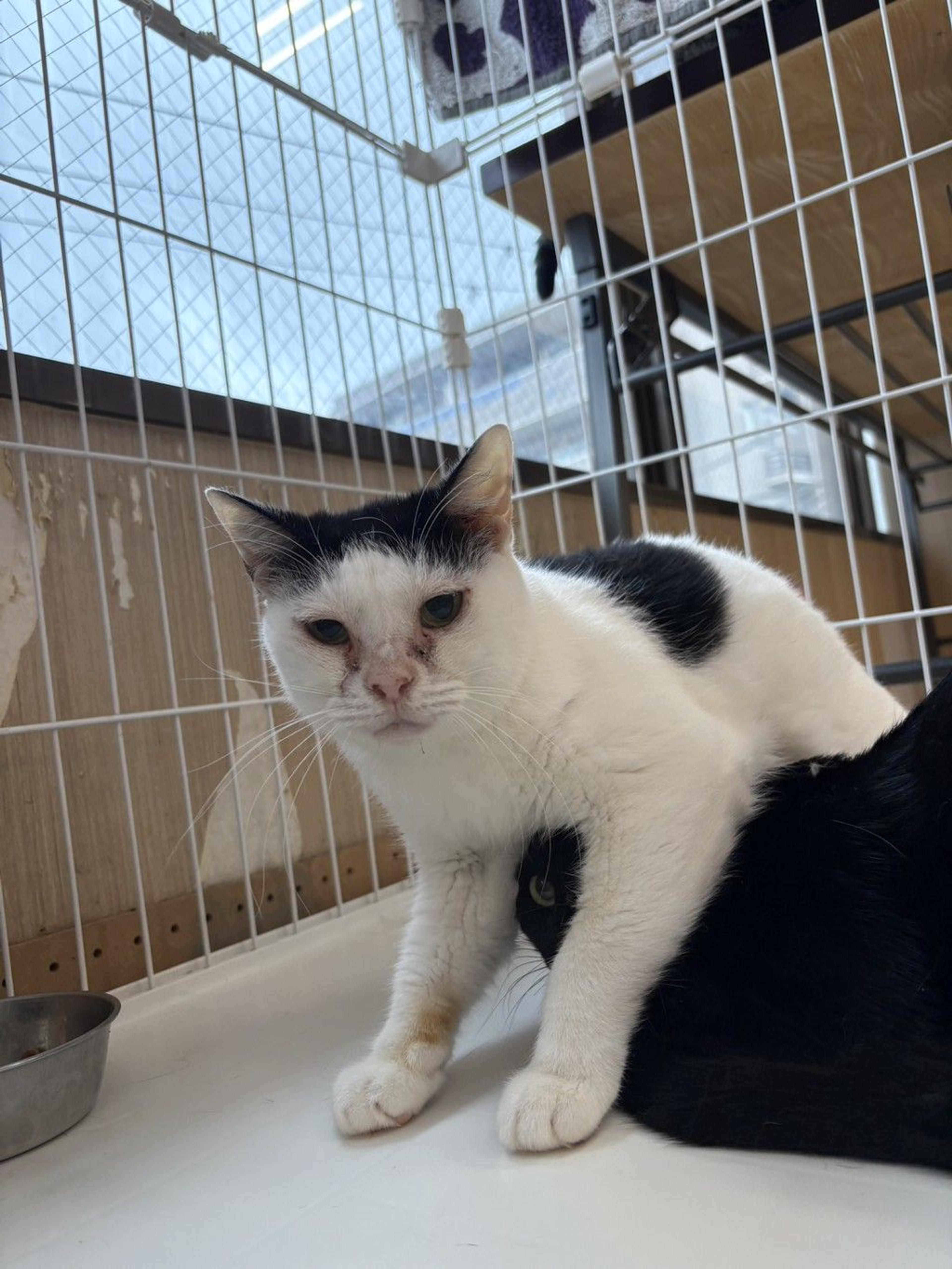 pet-image-2