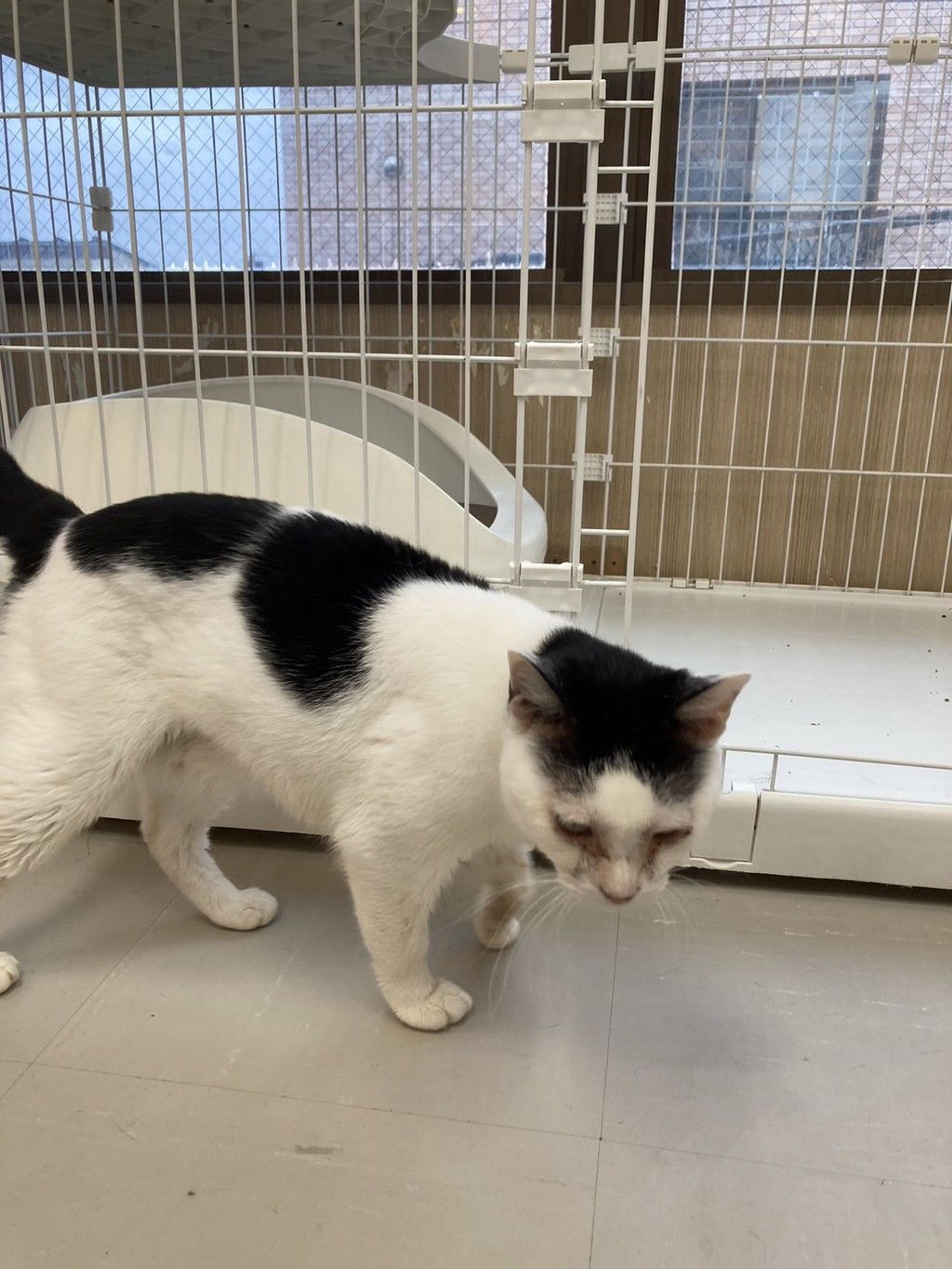 pet-image-4
