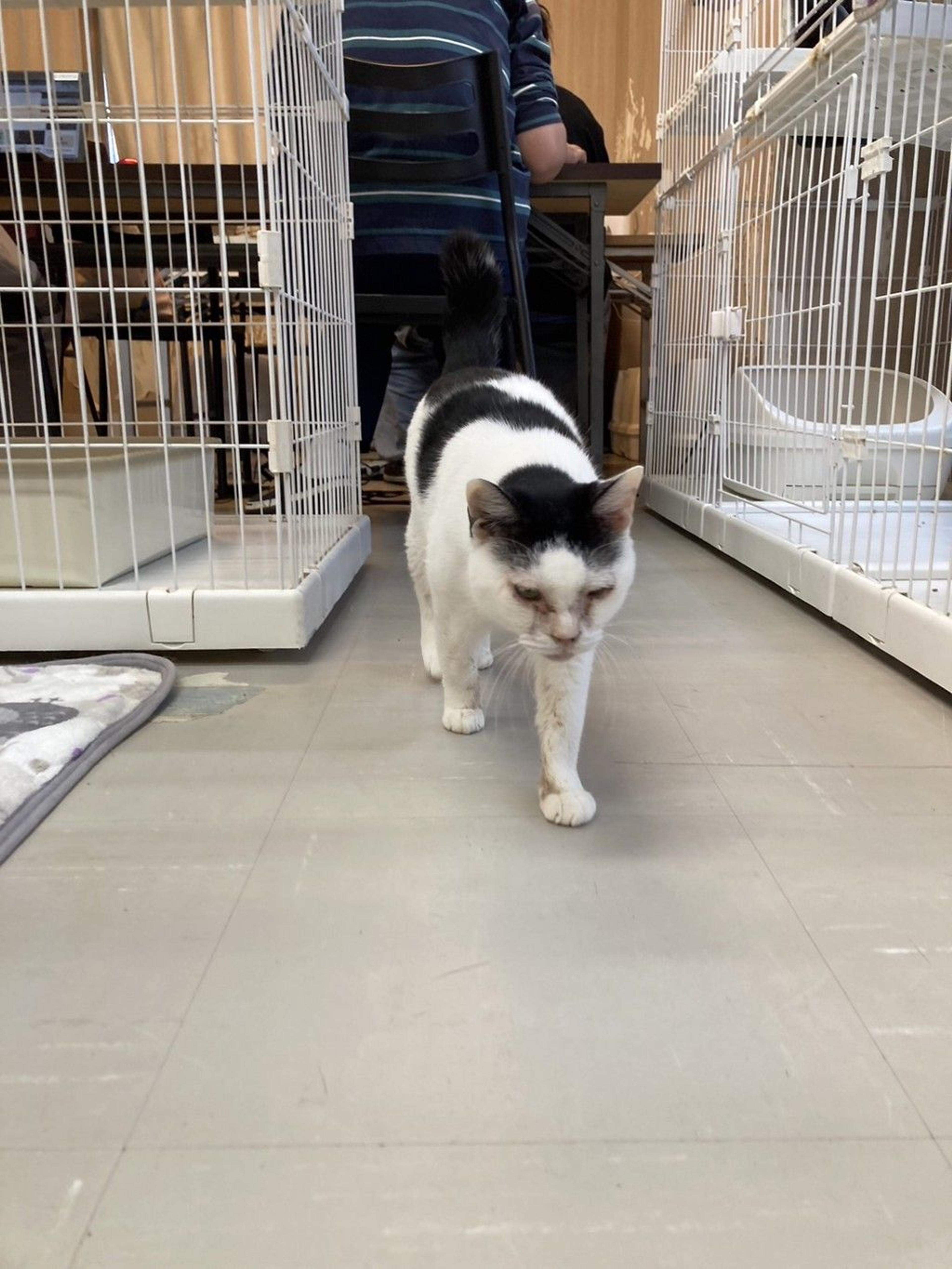 pet-image-5