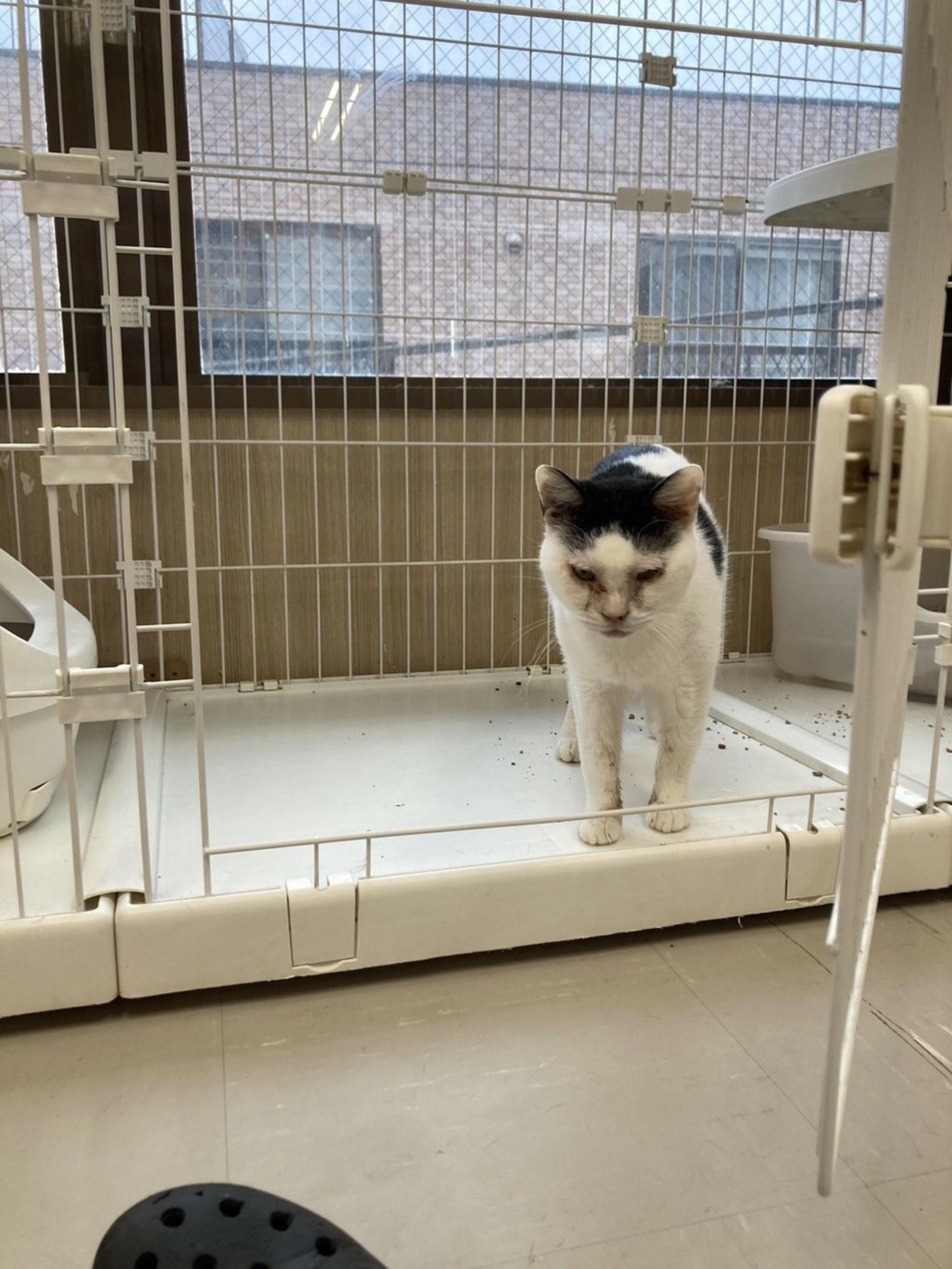 pet-image-6