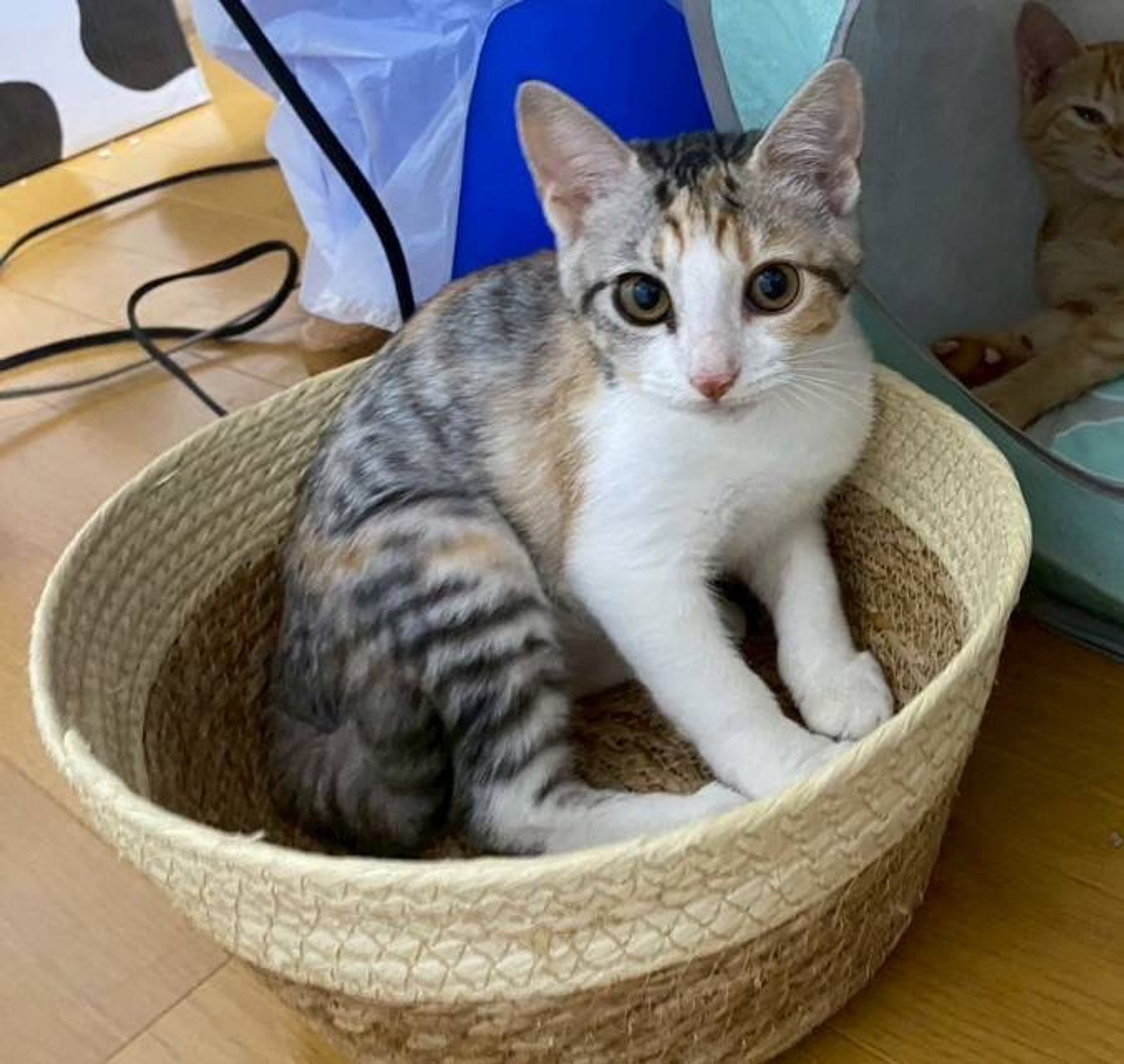 雑種（ミックス猫）・メスの里親募集の写真