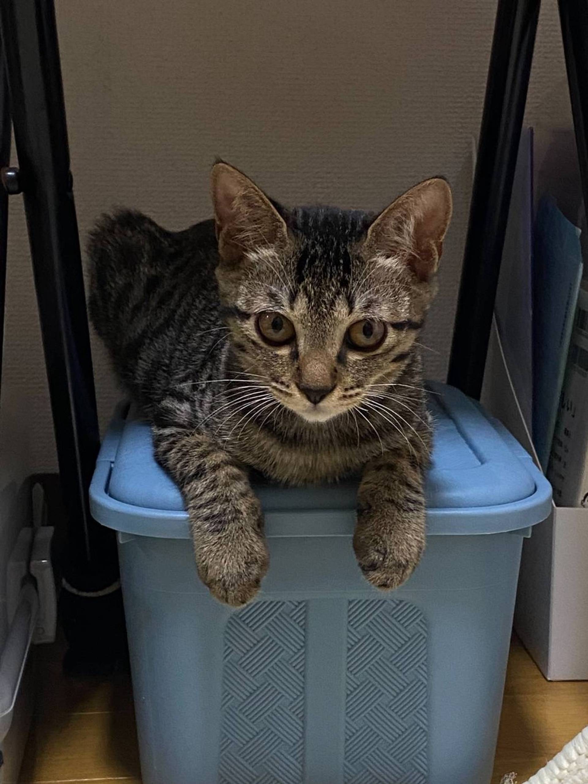 雑種（ミックス猫）・メスの里親募集の写真
