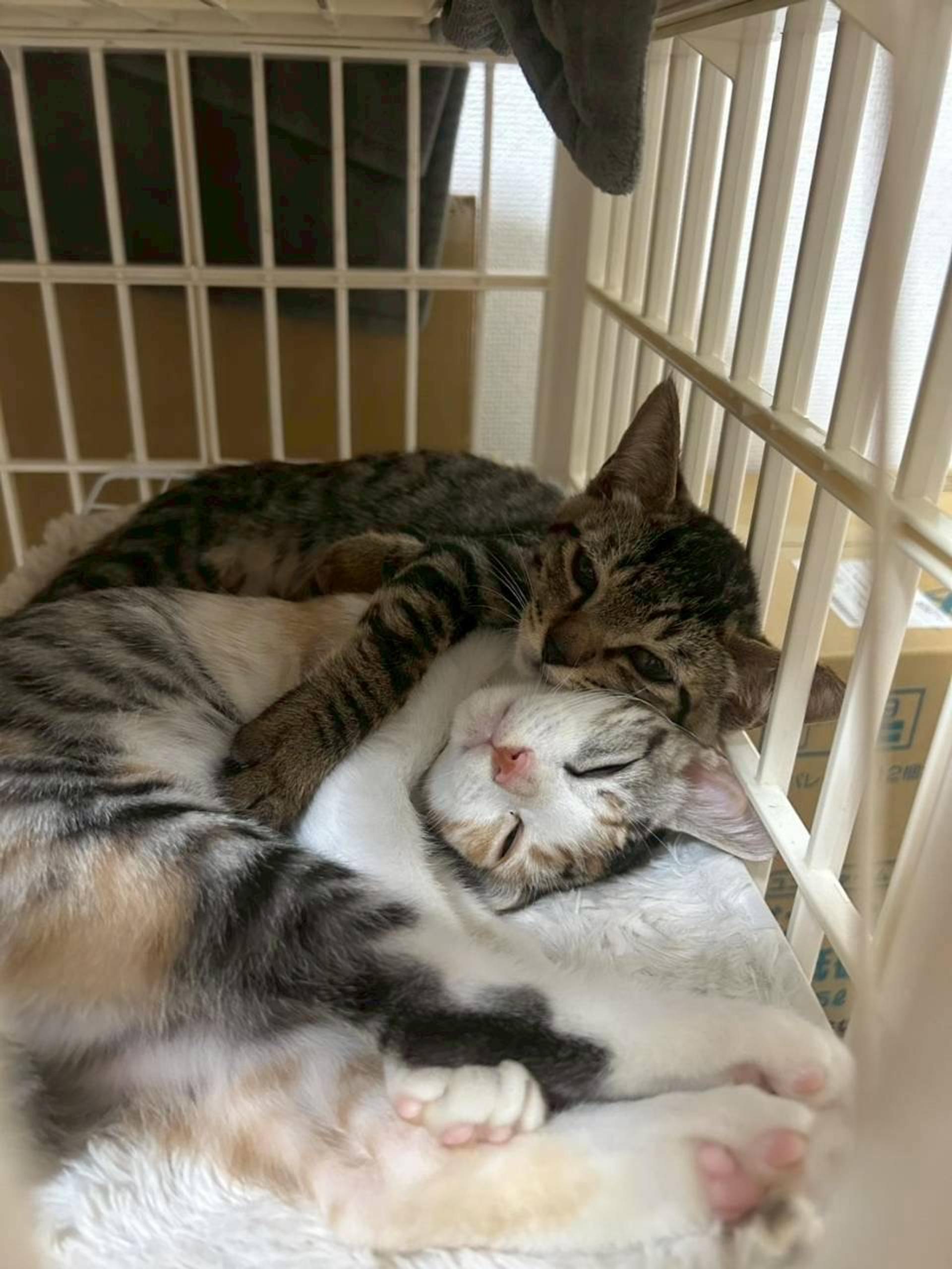 pet-image-2