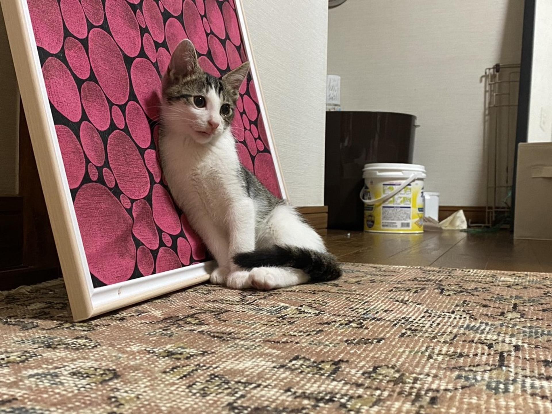 pet-image-4