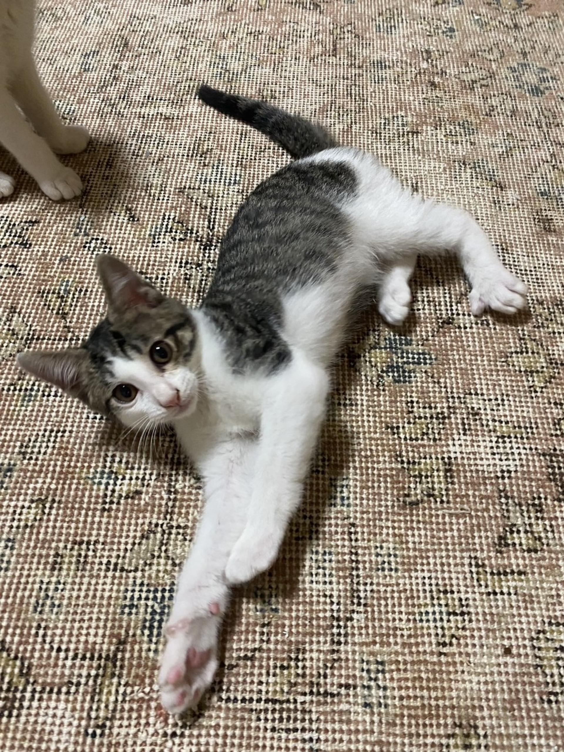 pet-image-5