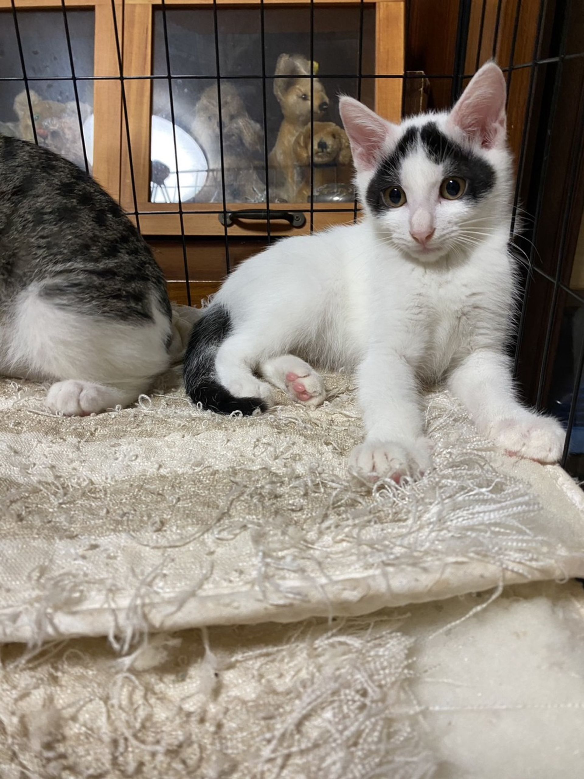 雑種（ミックス猫）・オスの里親募集の写真