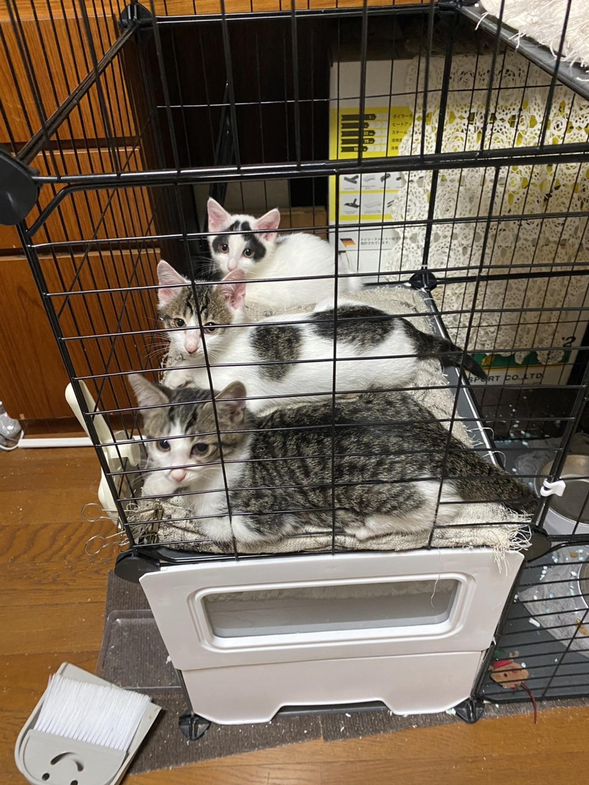 pet-image-3