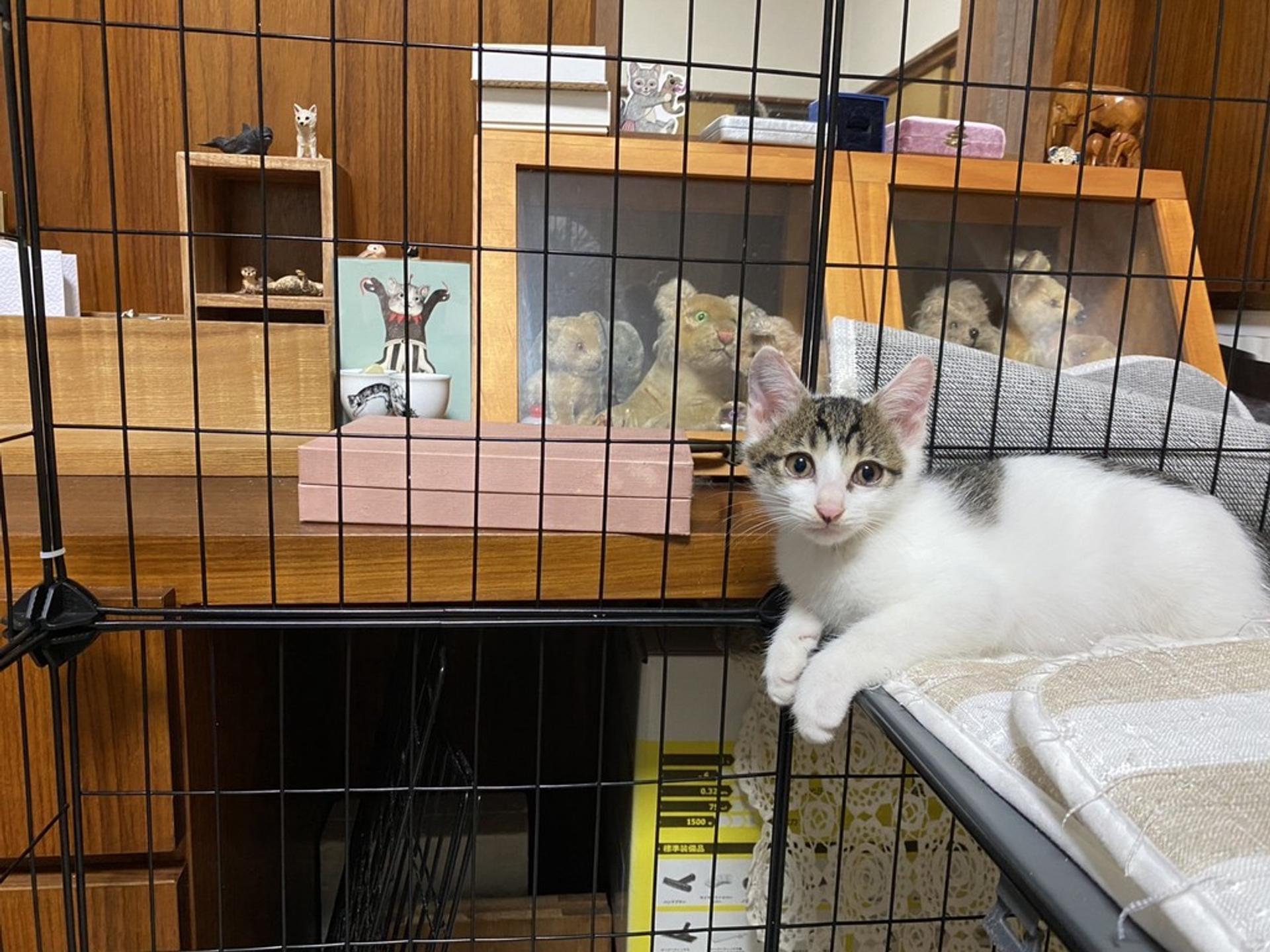 pet-image-4