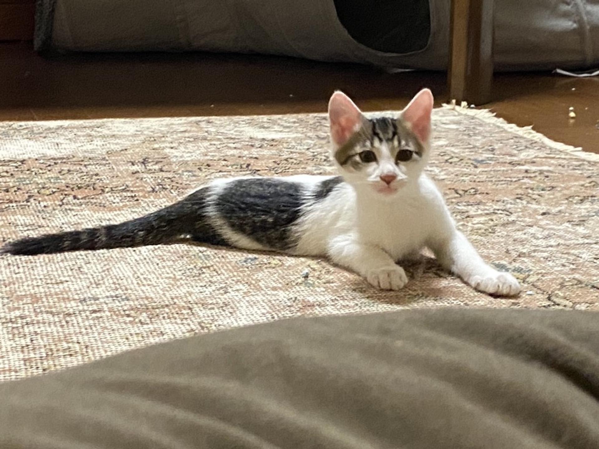 pet-image-6