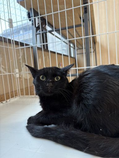 あき「12月20日譲渡会参加」