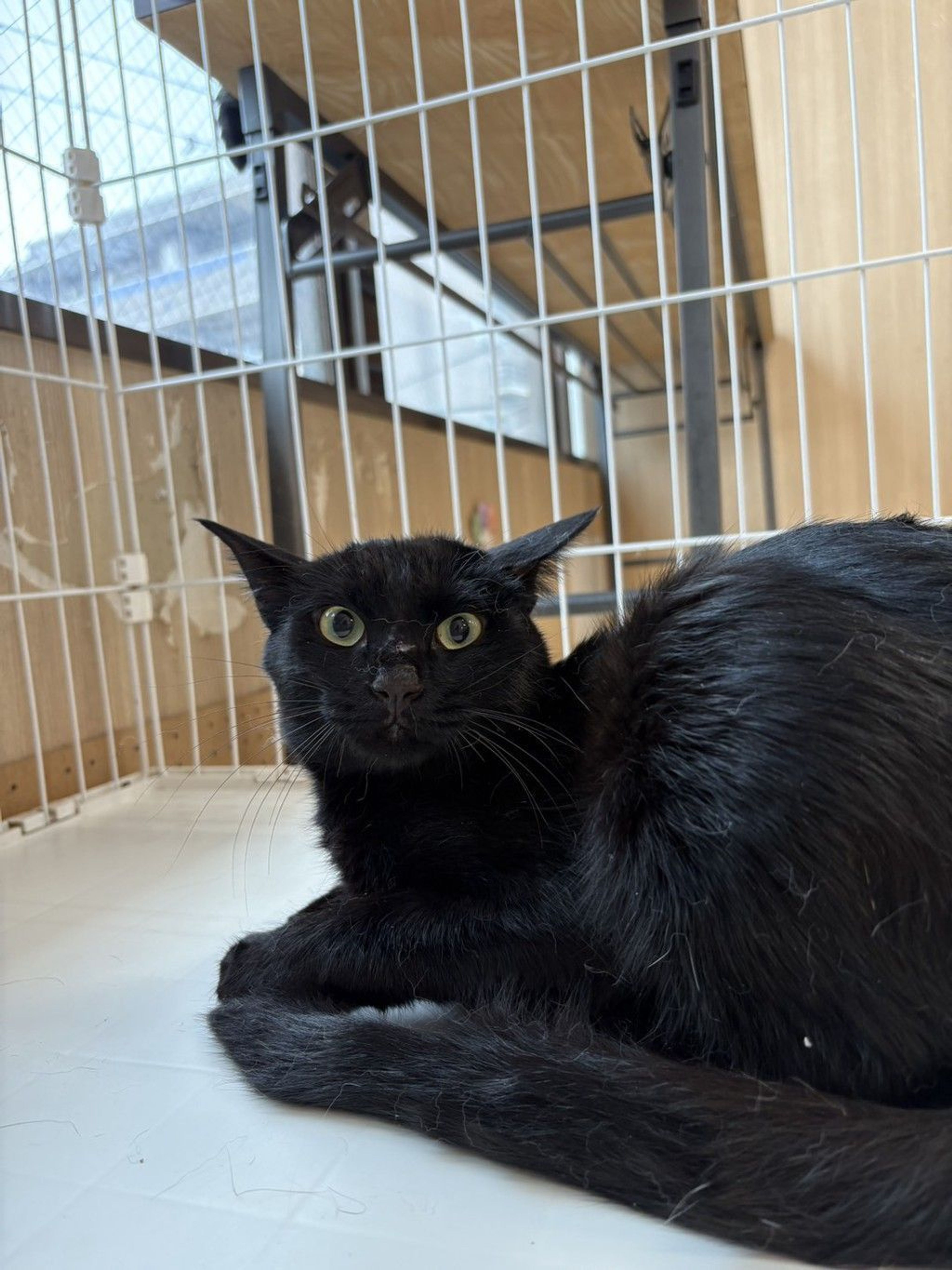 雑種（ミックス猫）・オスの里親募集の写真