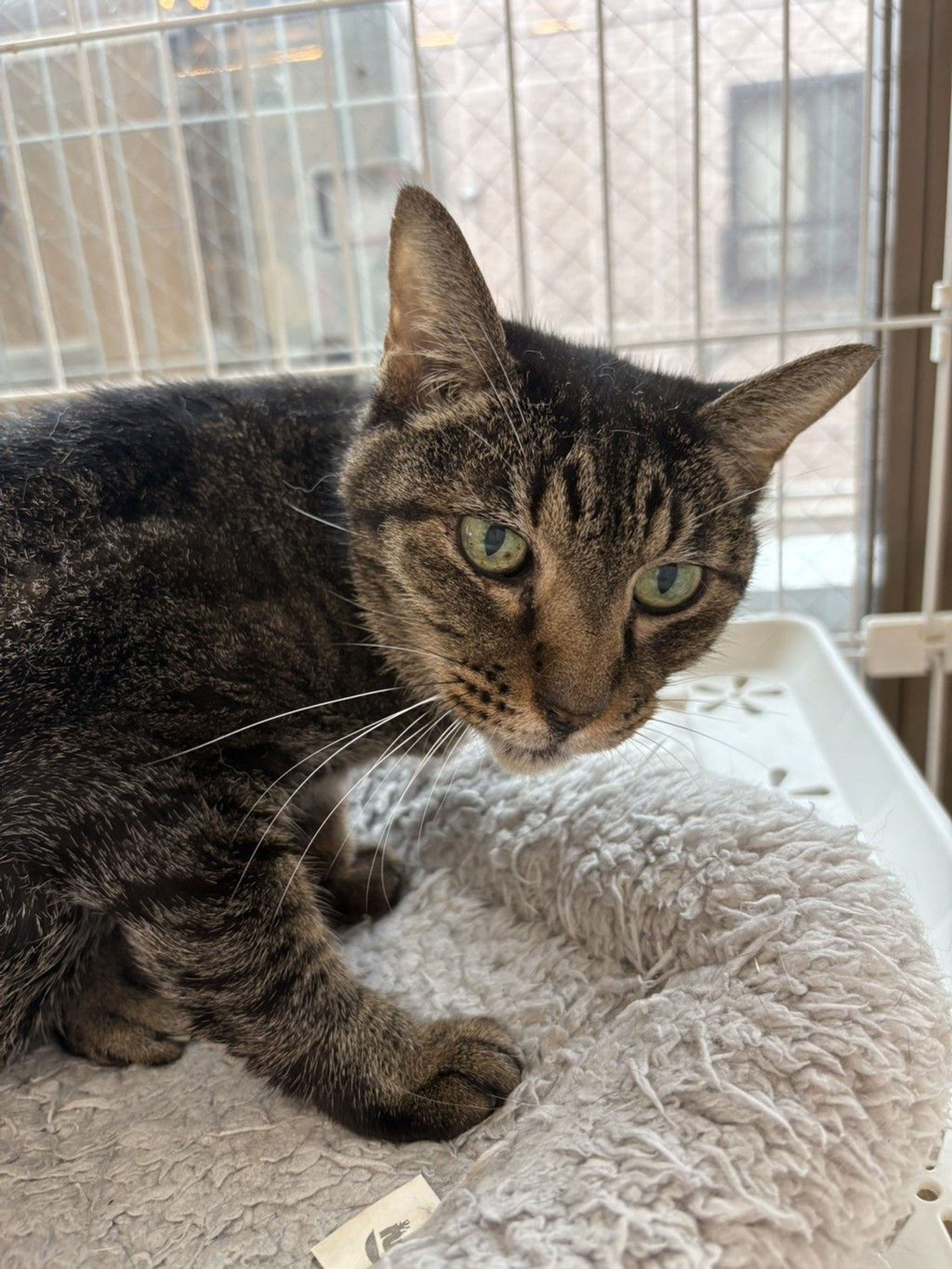 雑種（ミックス猫）・メスの里親募集の写真