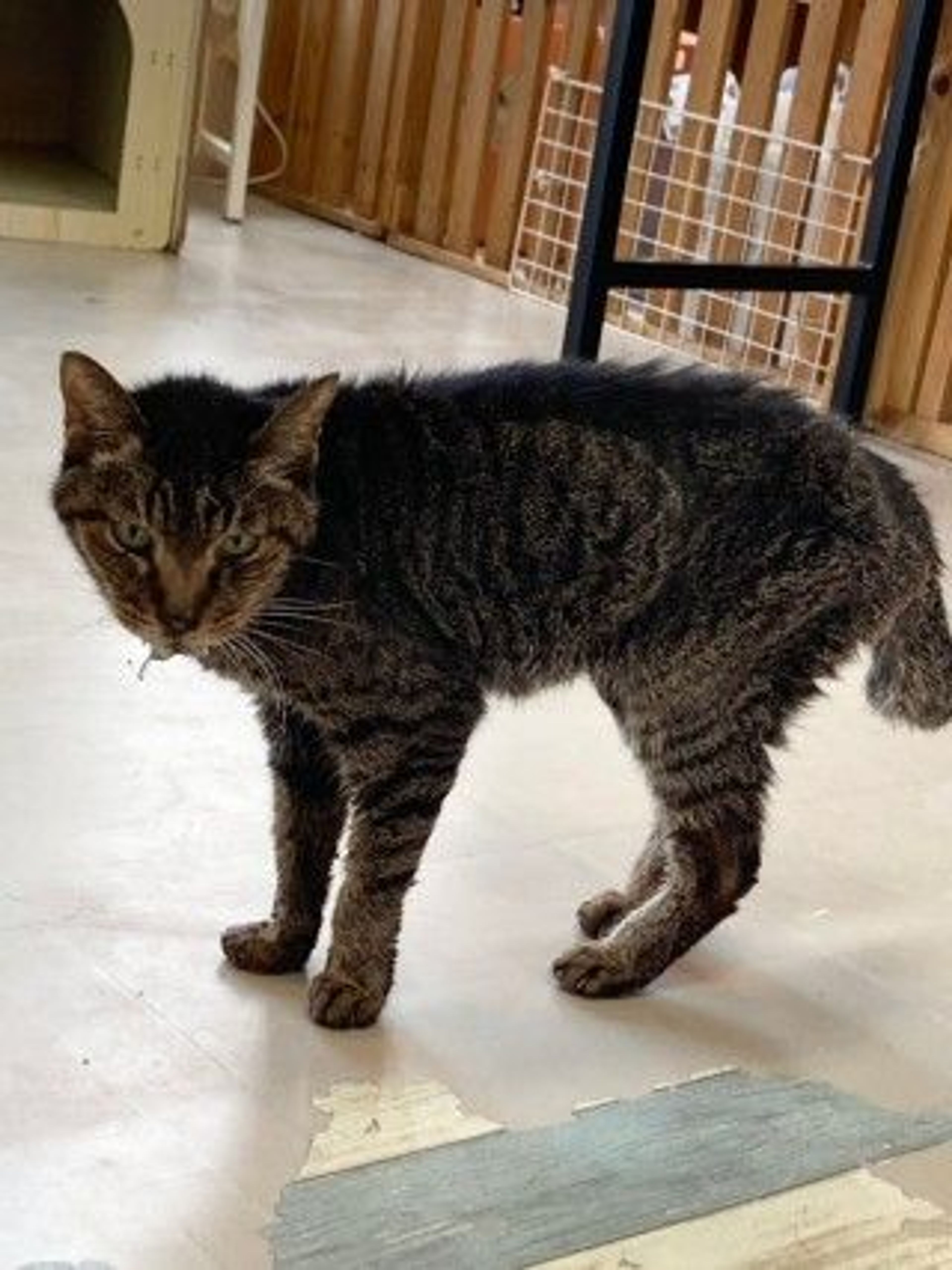 雑種（ミックス猫）・メスの里親募集の写真