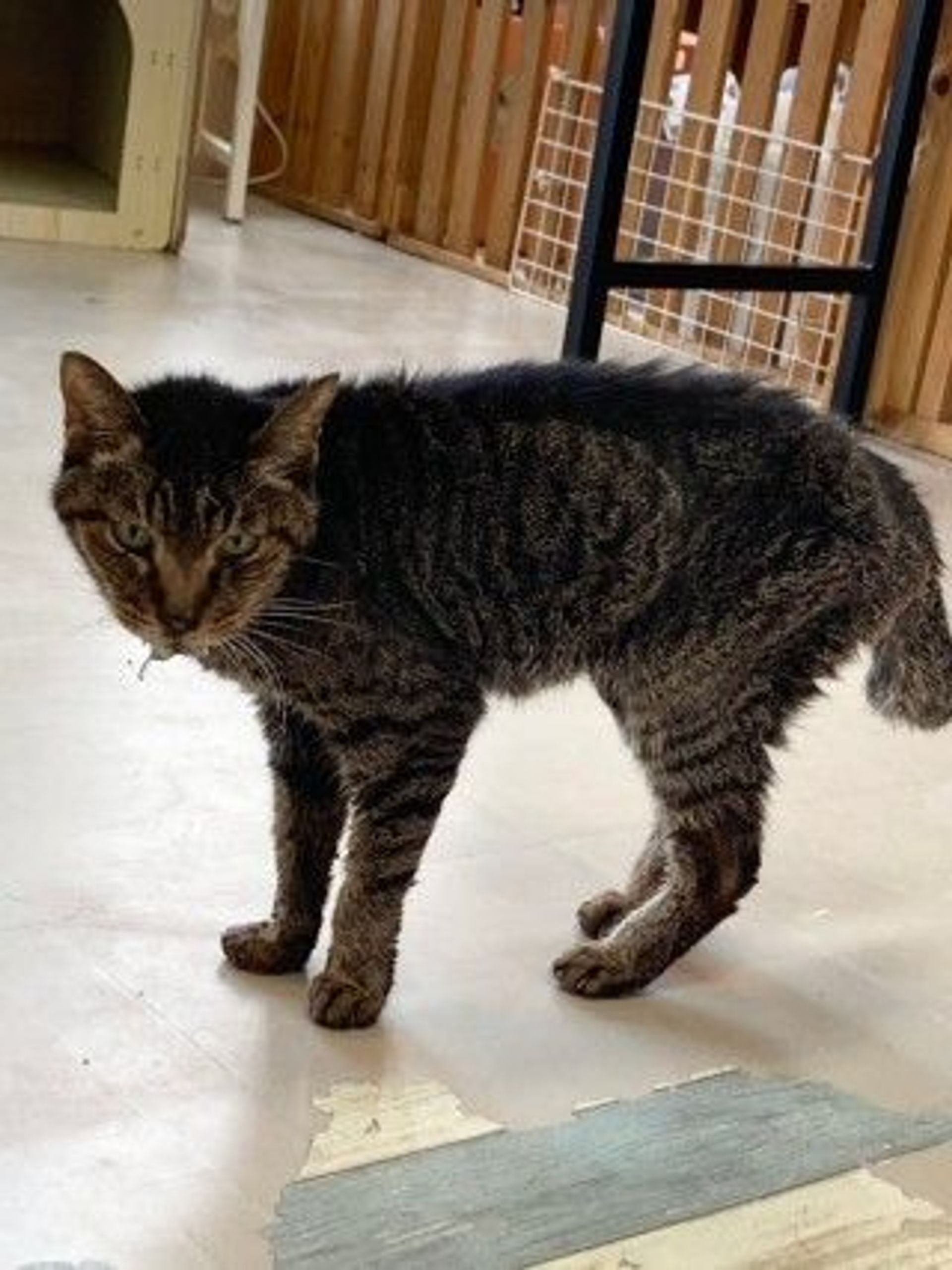 雑種（ミックス猫）・メスの里親募集の写真