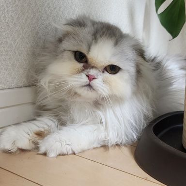 ミオ
