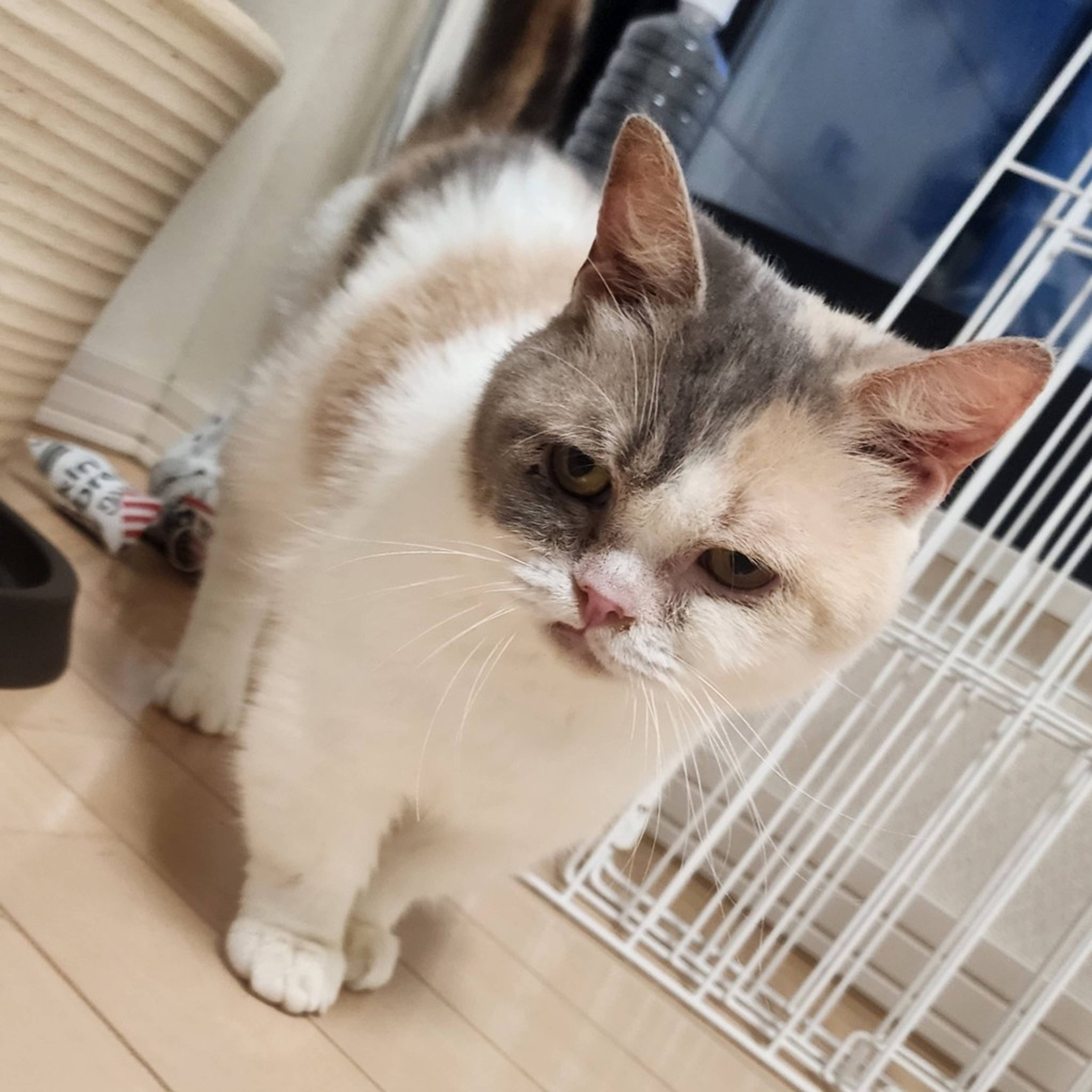 マンチカン・メスの里親募集の写真