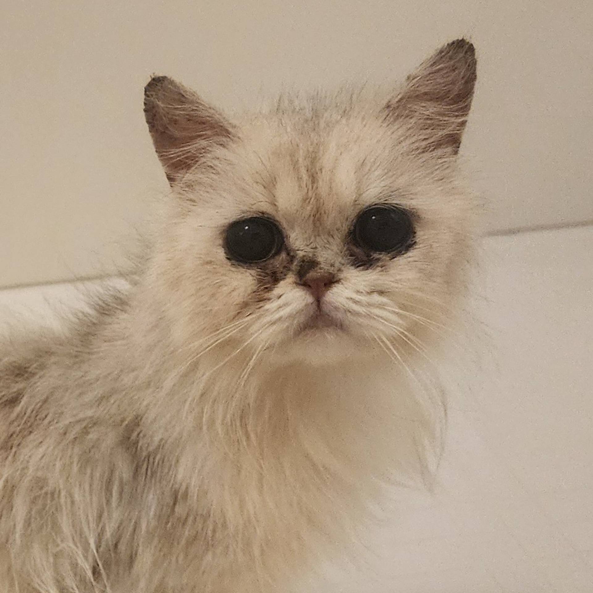 ペルシャ・メスの里親募集の写真