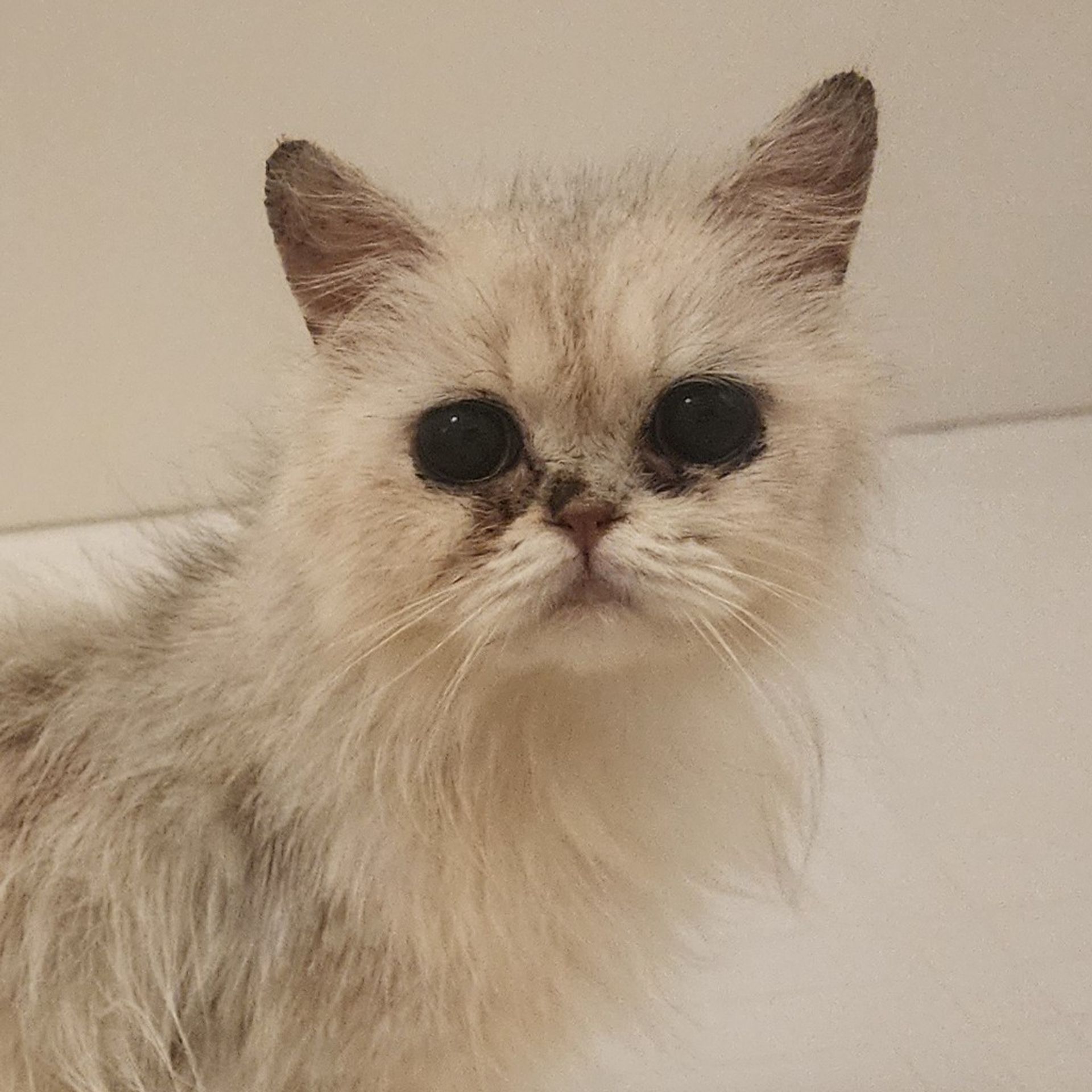 ペルシャ・メスの里親募集の写真