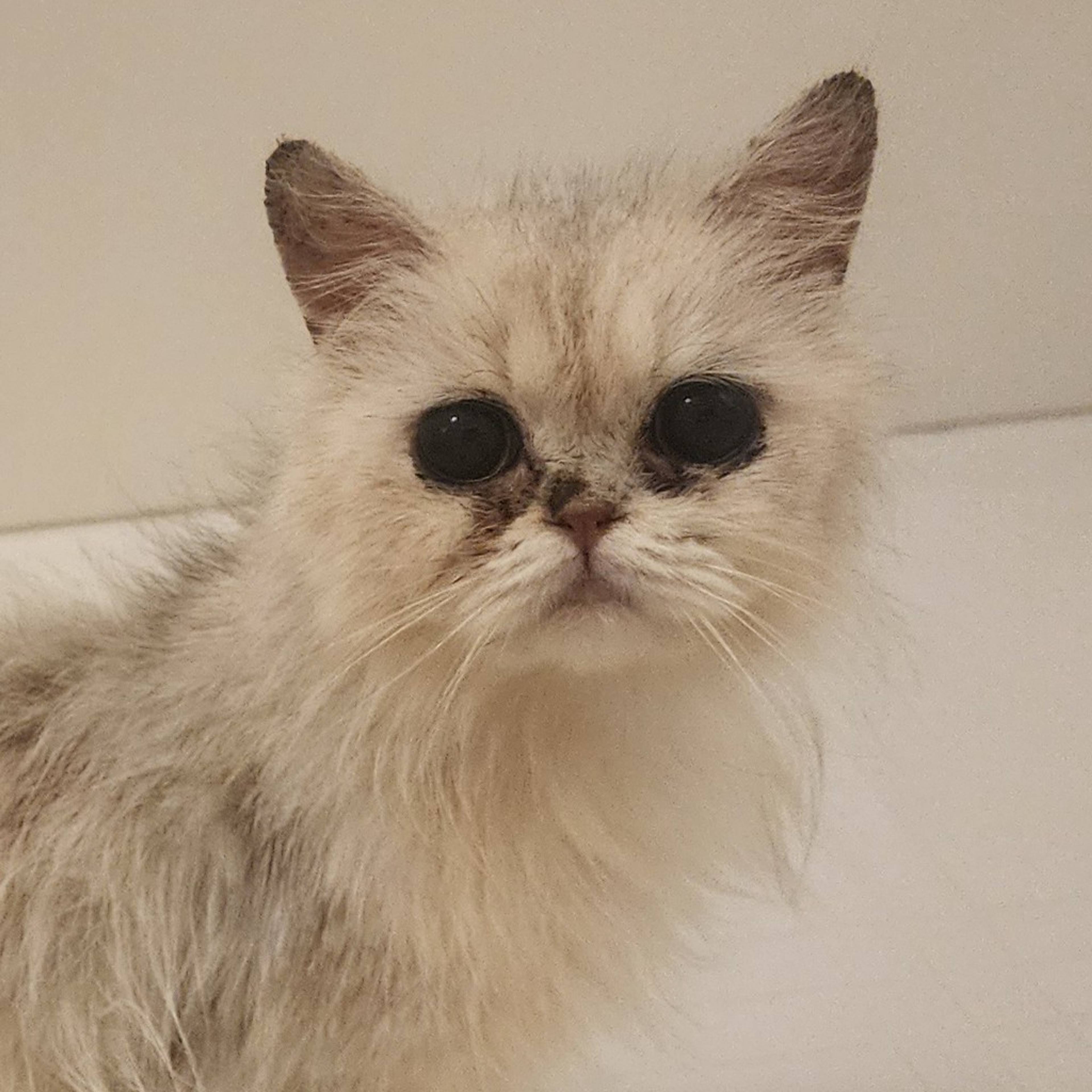 ペルシャ・メスの里親募集の写真