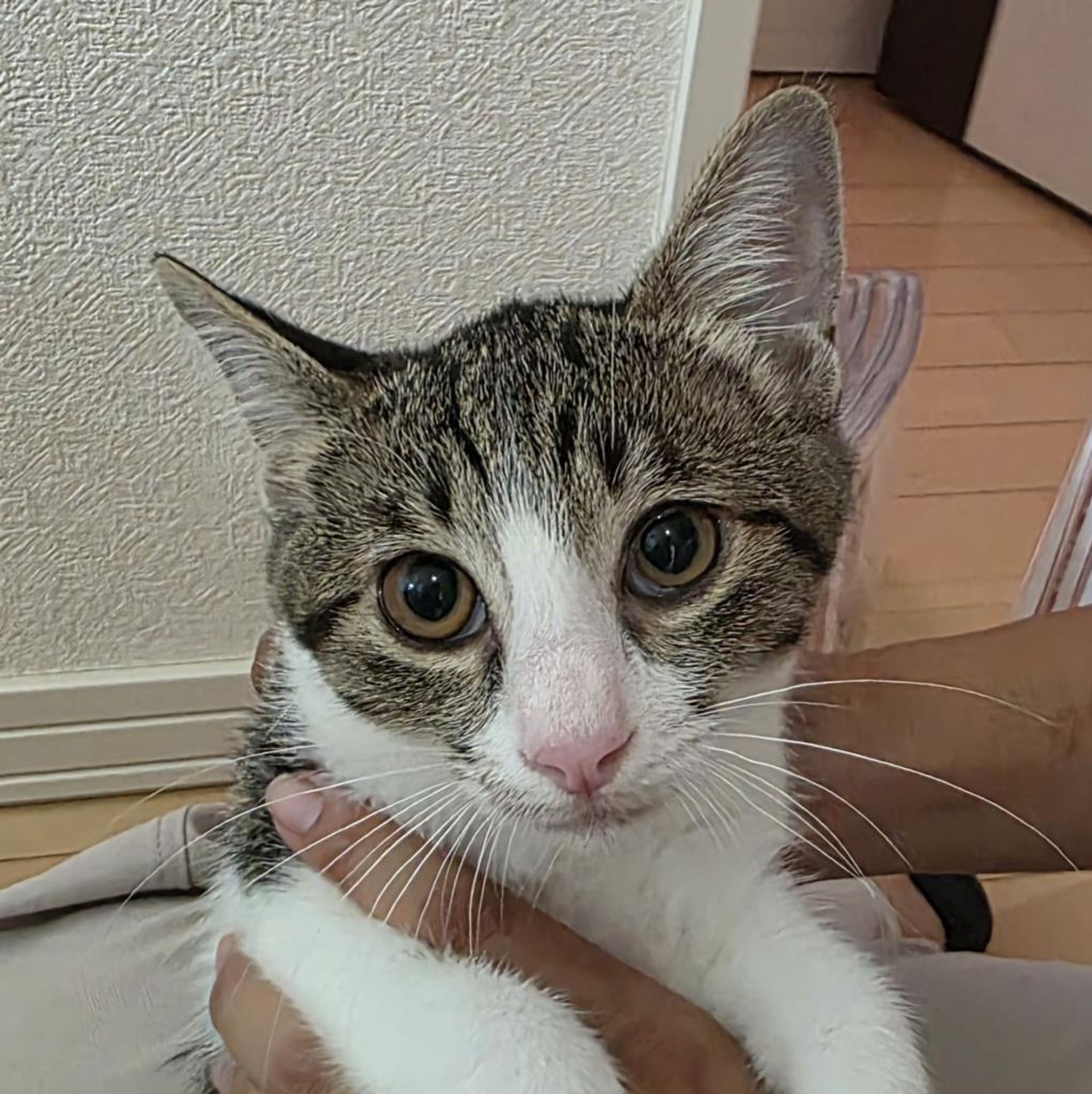 雑種（ミックス猫）・オスの里親募集の写真