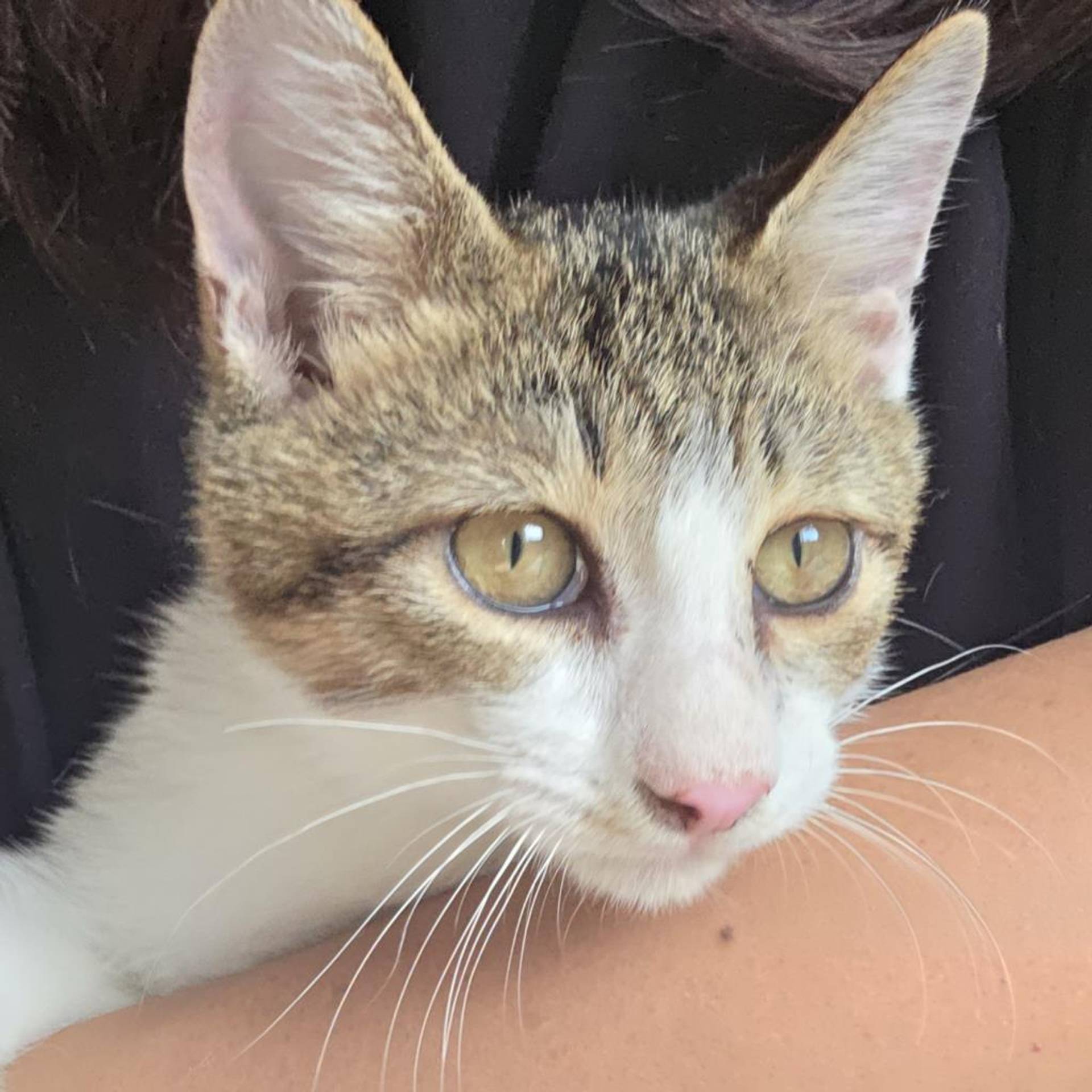 雑種（ミックス猫）・オスの里親募集の写真