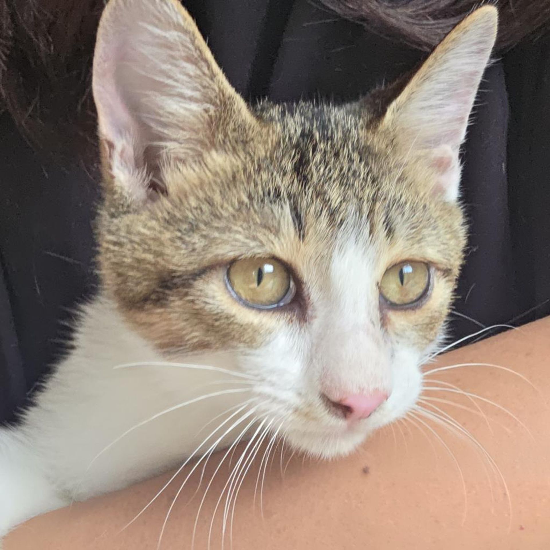雑種（ミックス猫）・オスの里親募集の写真