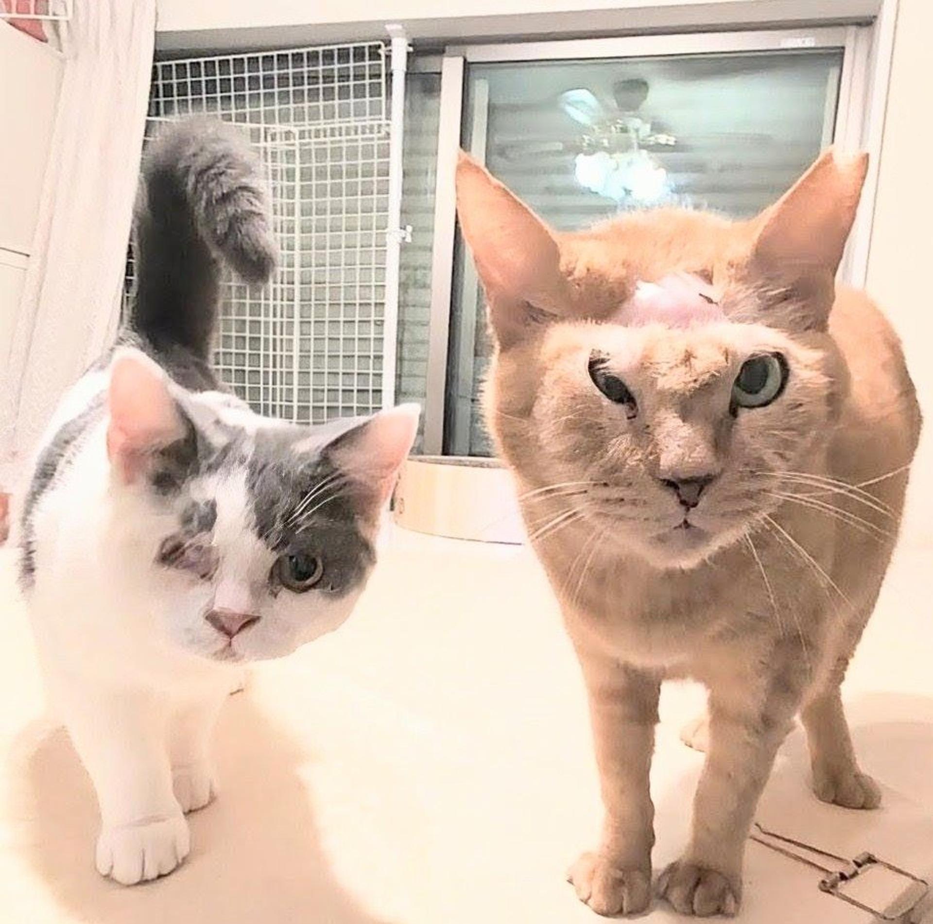 pet-image-2