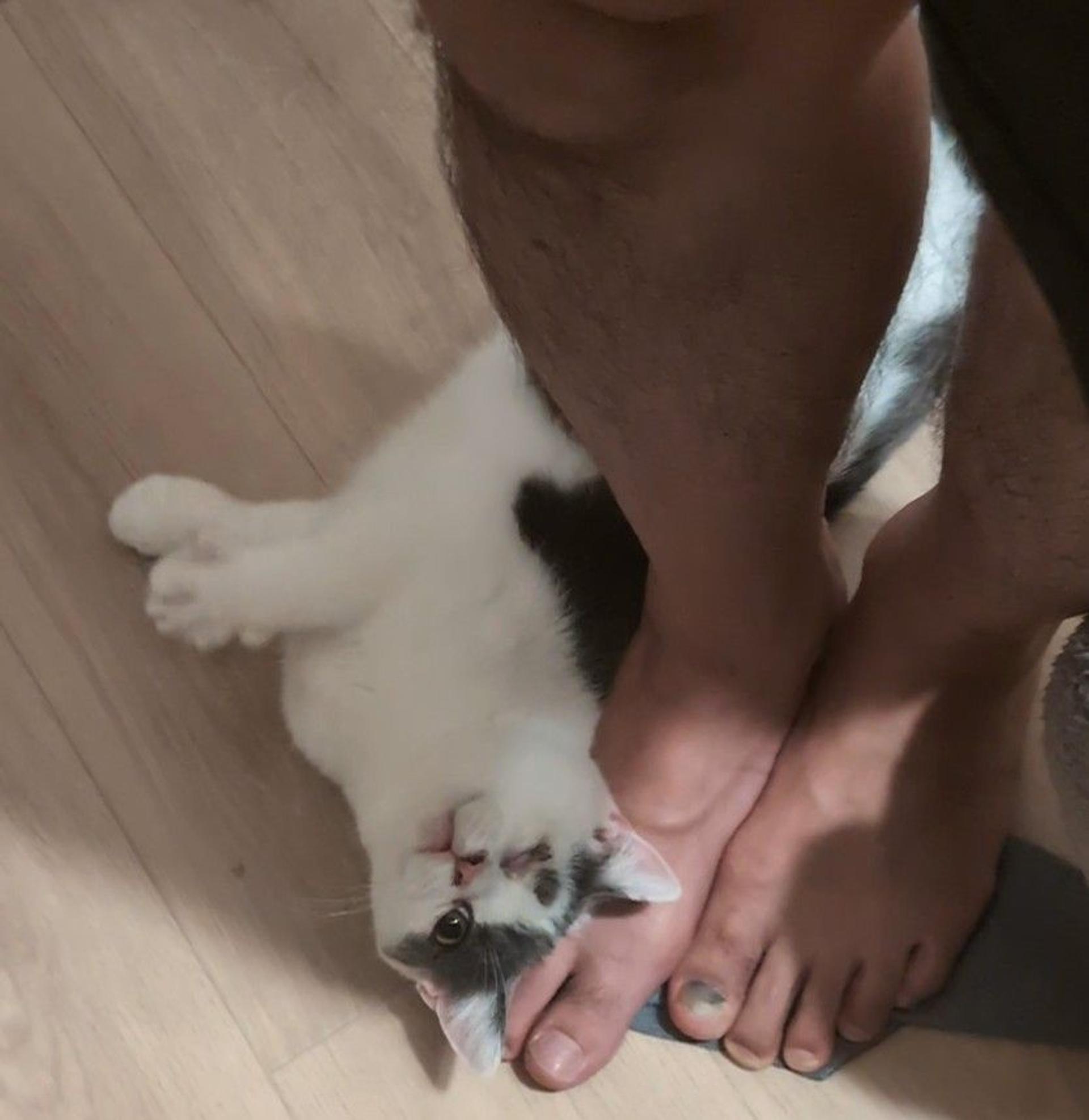 pet-image-5