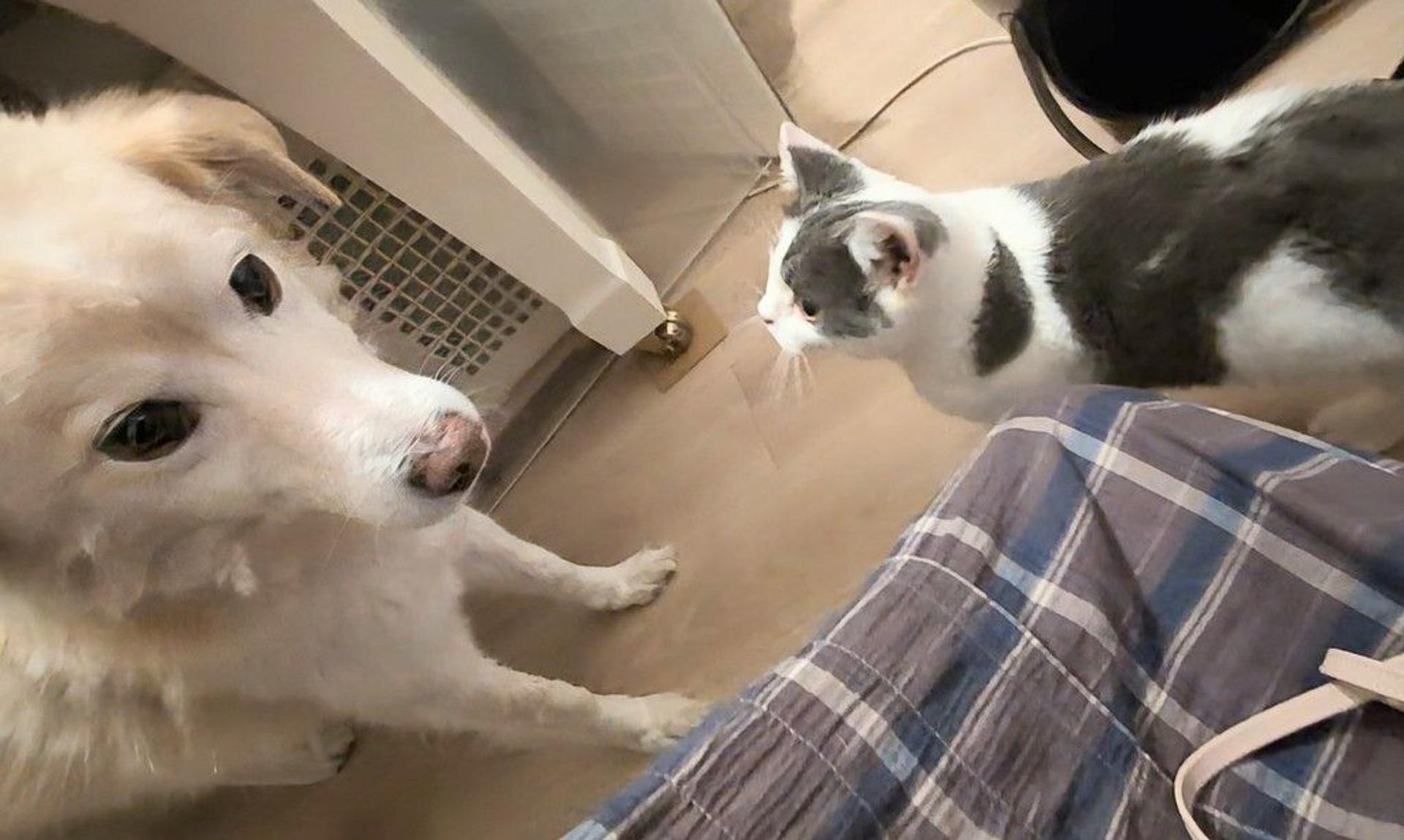 pet-image-6