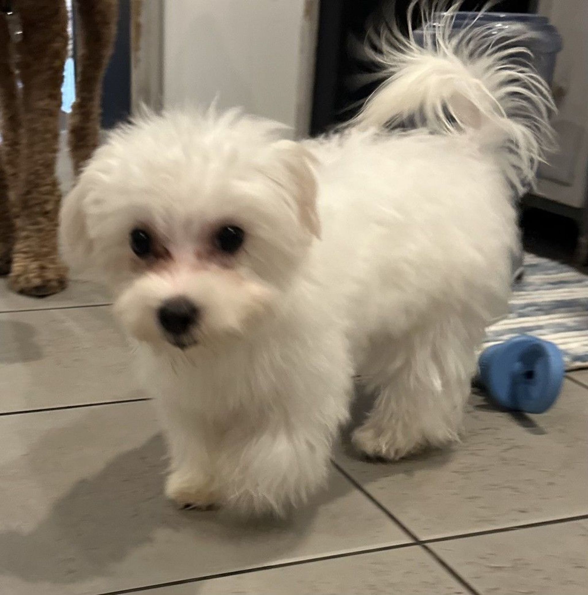 雑種（ミックス犬）・オスの里親募集の写真