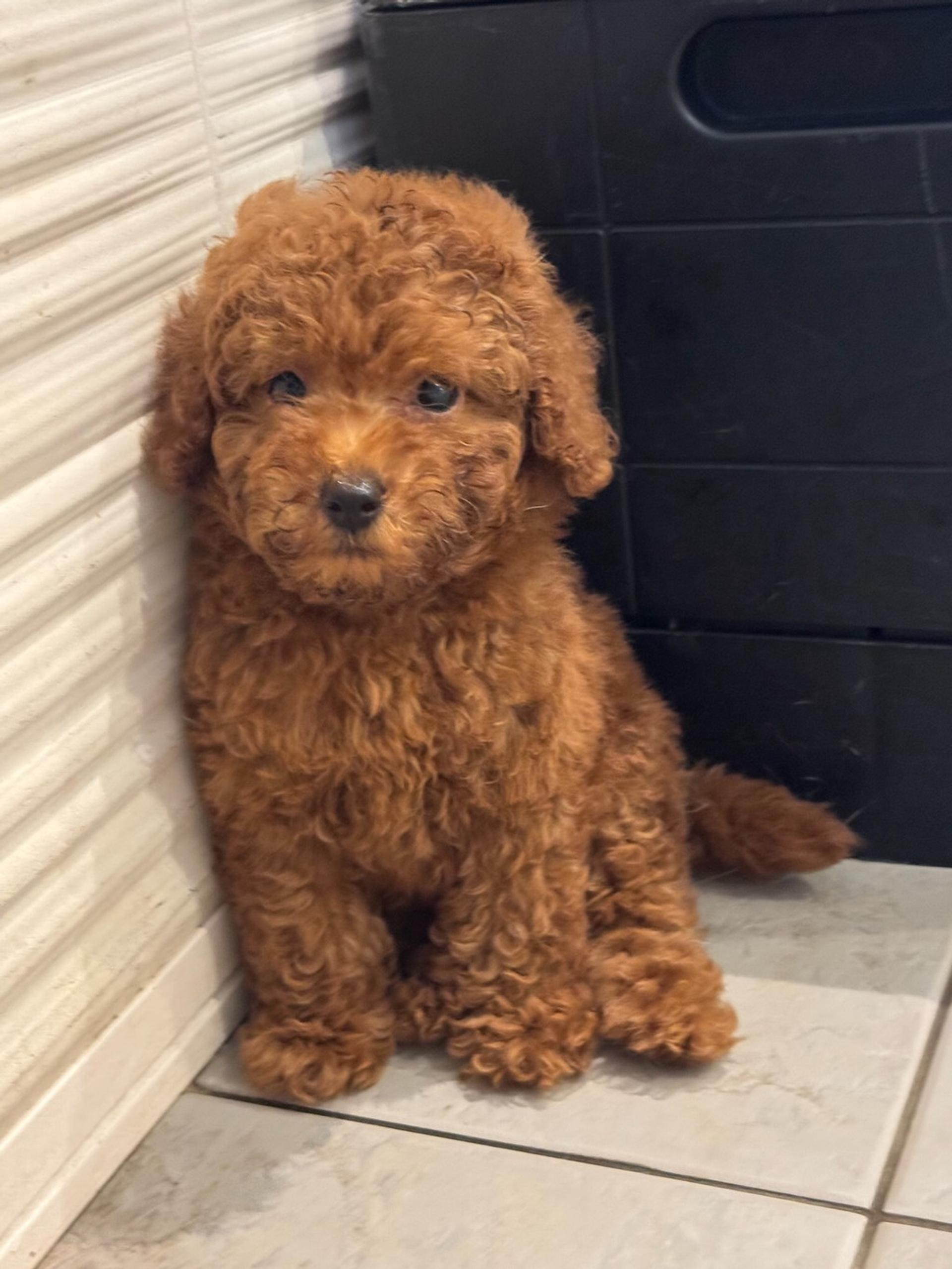 pet-image-2