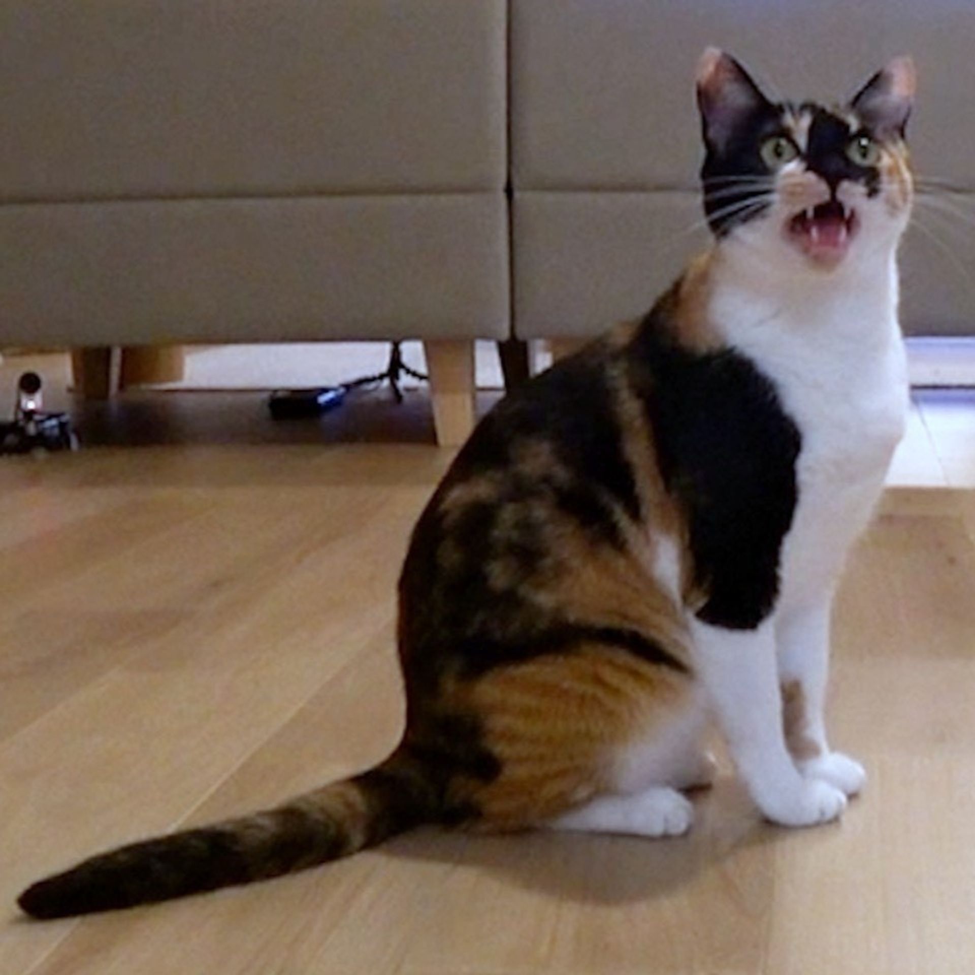 雑種（ミックス猫）・メスの里親募集の写真