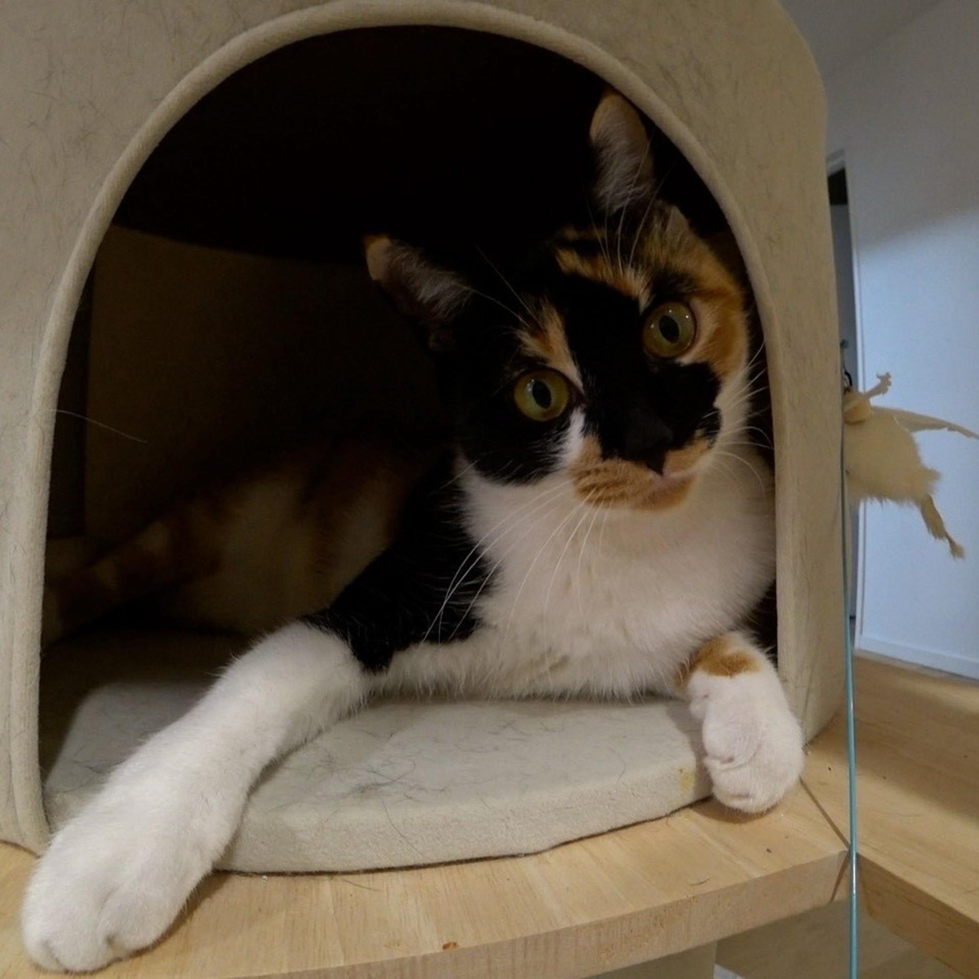pet-image-2