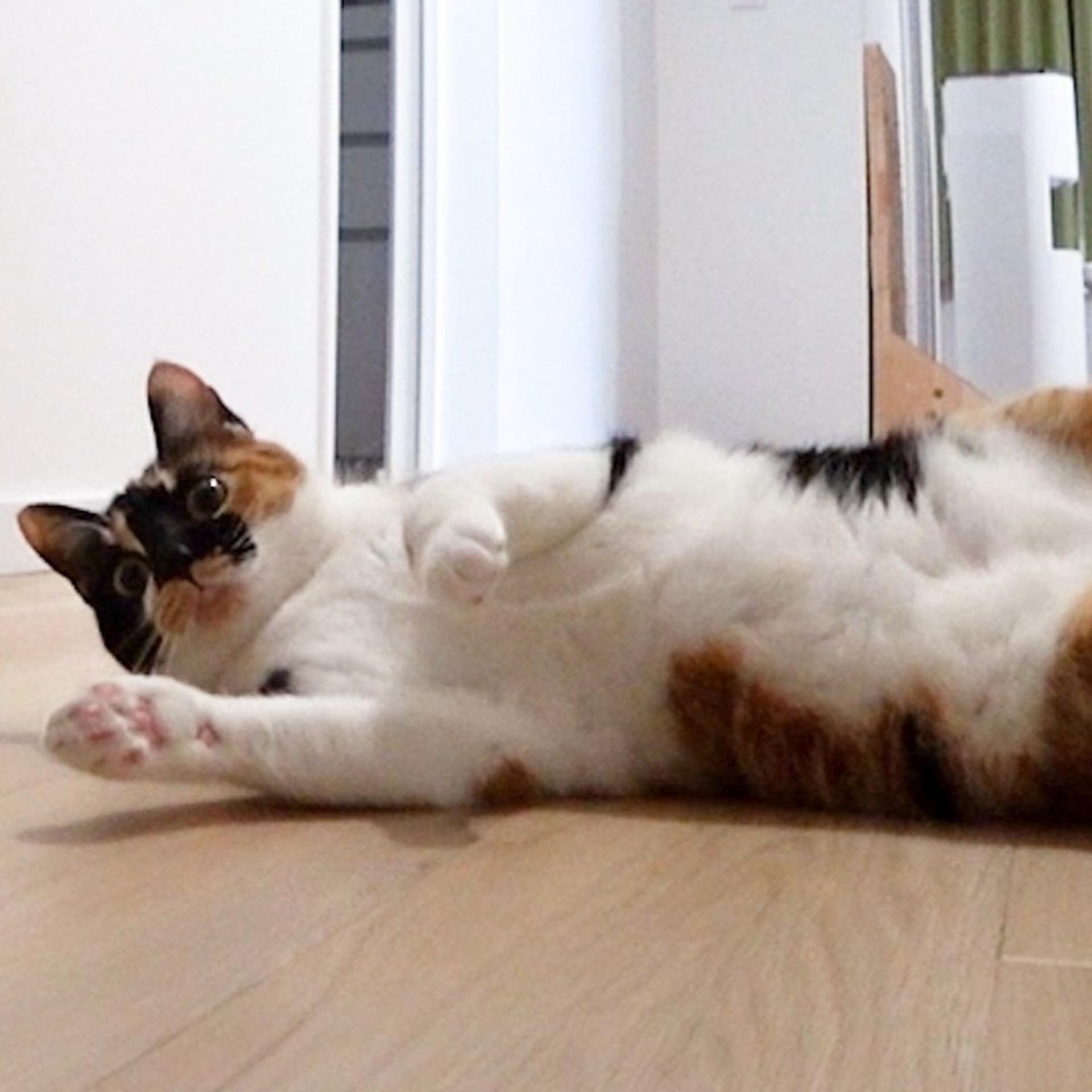pet-image-5