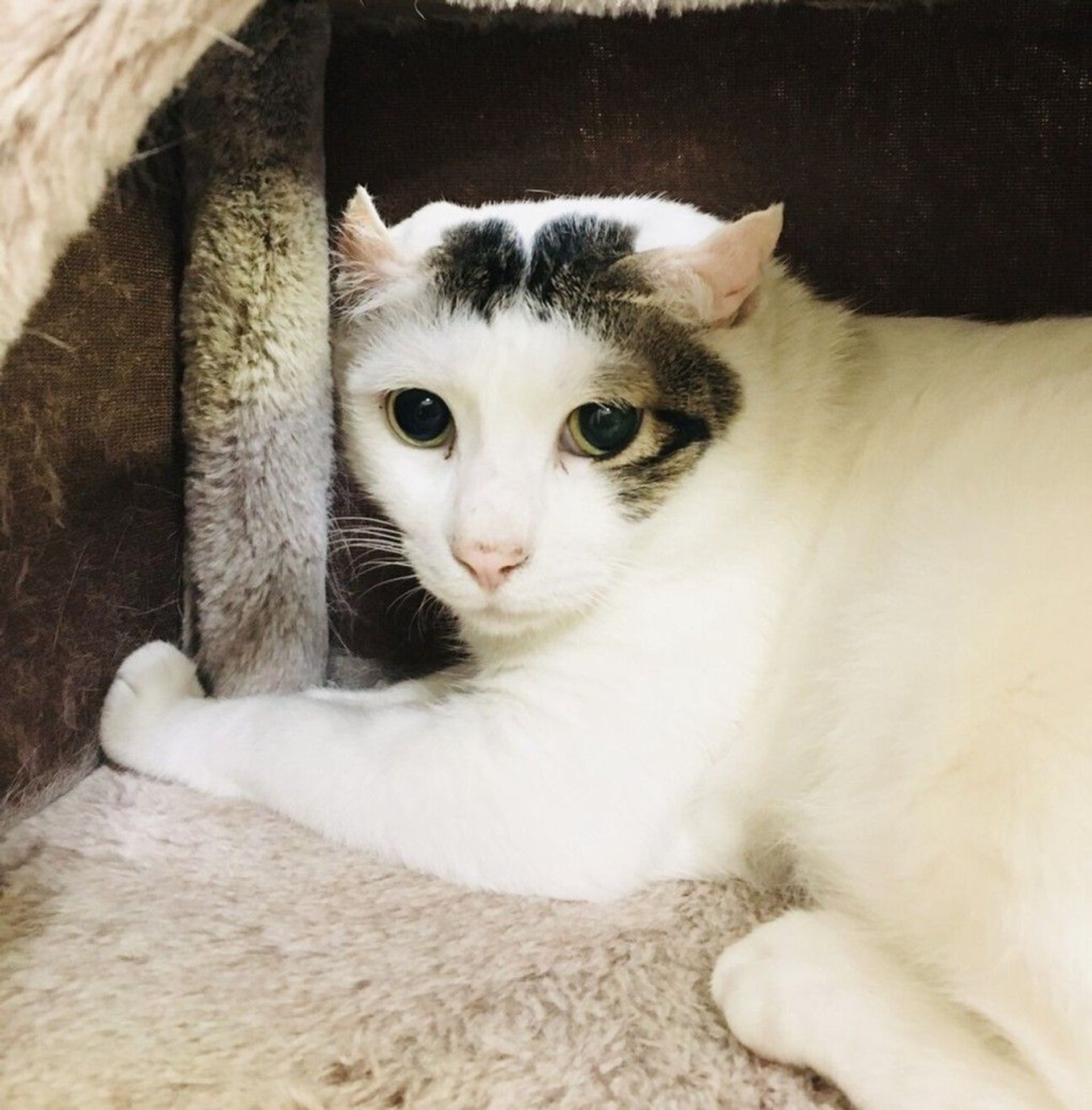 雑種（ミックス猫）・オスの里親募集の写真