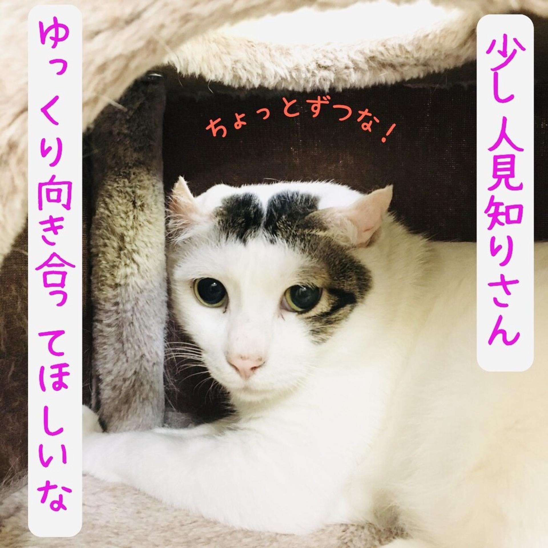 pet-image-3