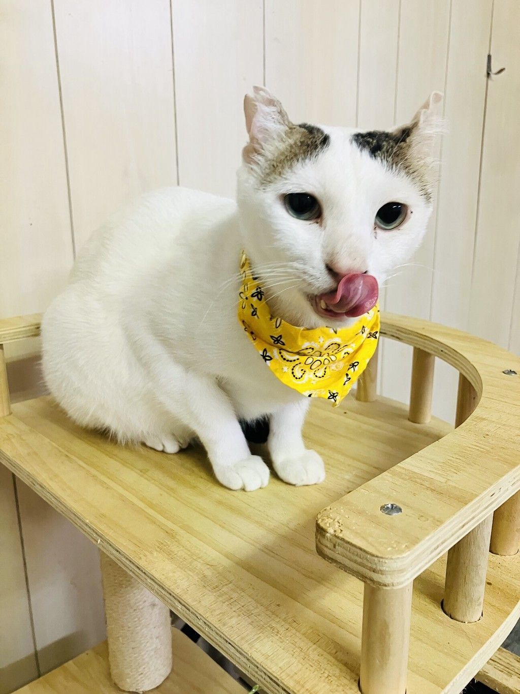 ☆☆ふりむき美人猫　優雅なひとときバッグ☆☆ ♥底はコロンと丸底♥ おっとり優雅な長毛美人✨ | 雑種（ミックス猫） | たんたん保護