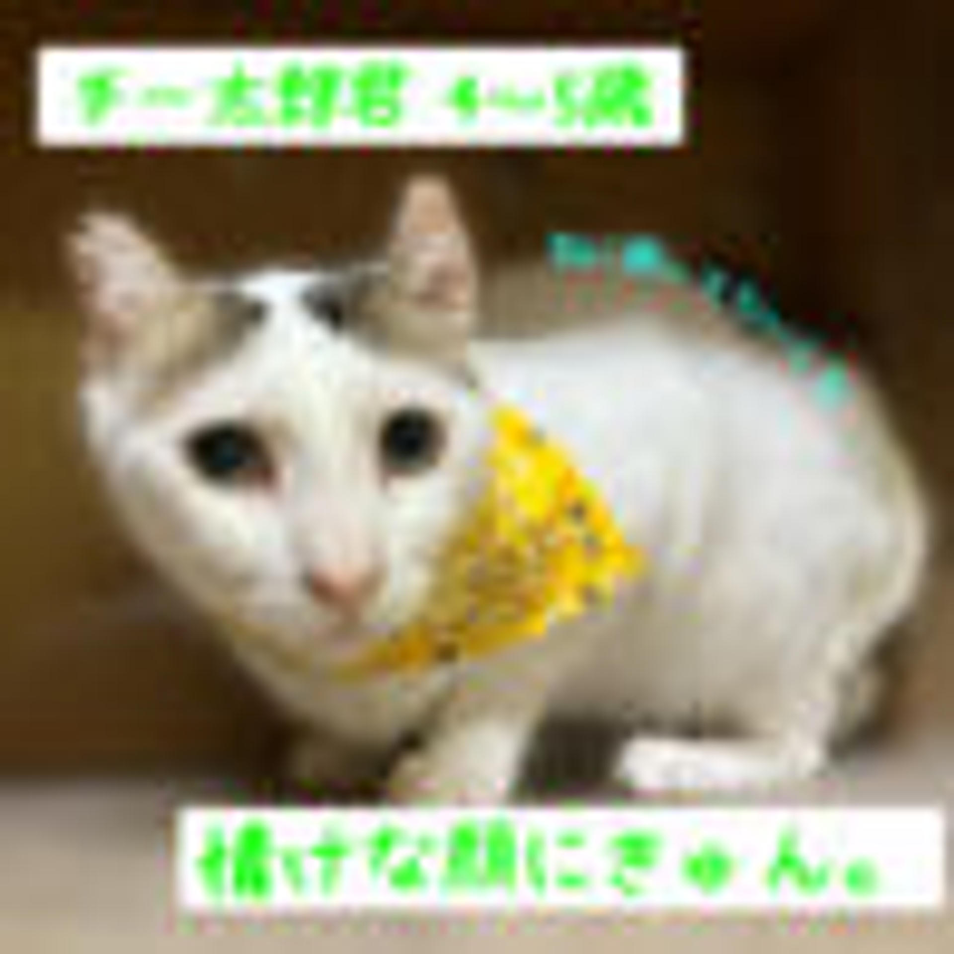 pet-image-4