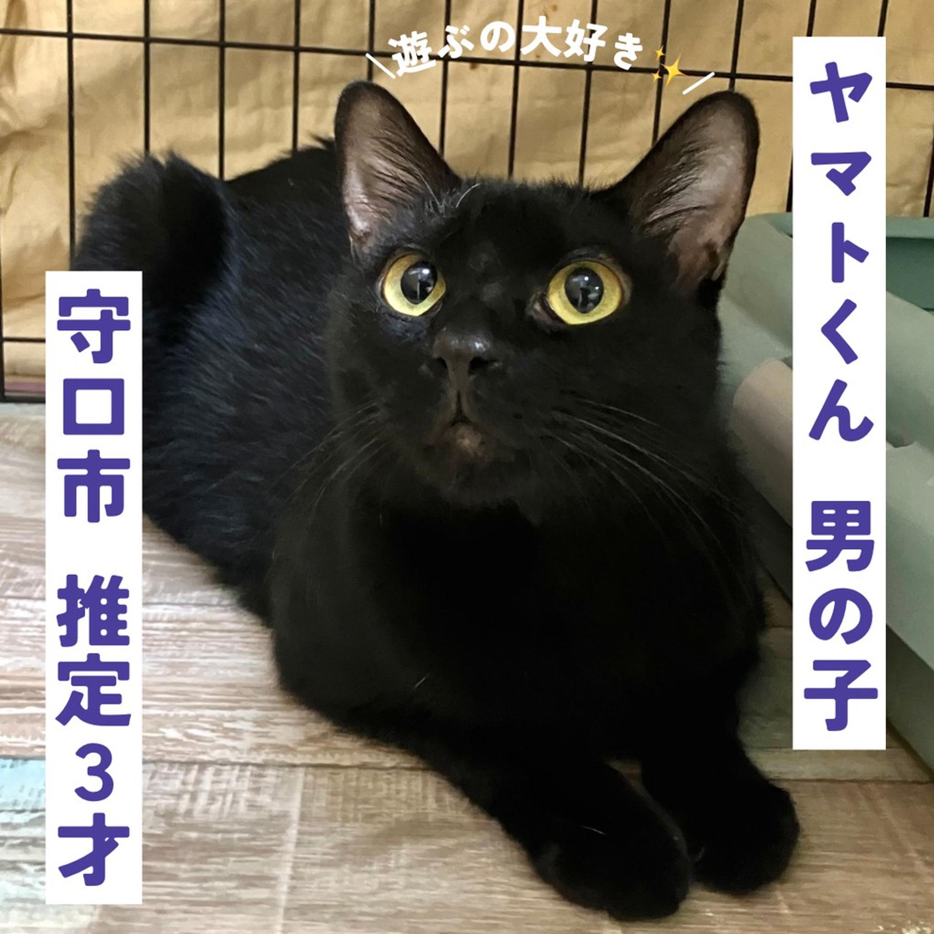 pet-image-2