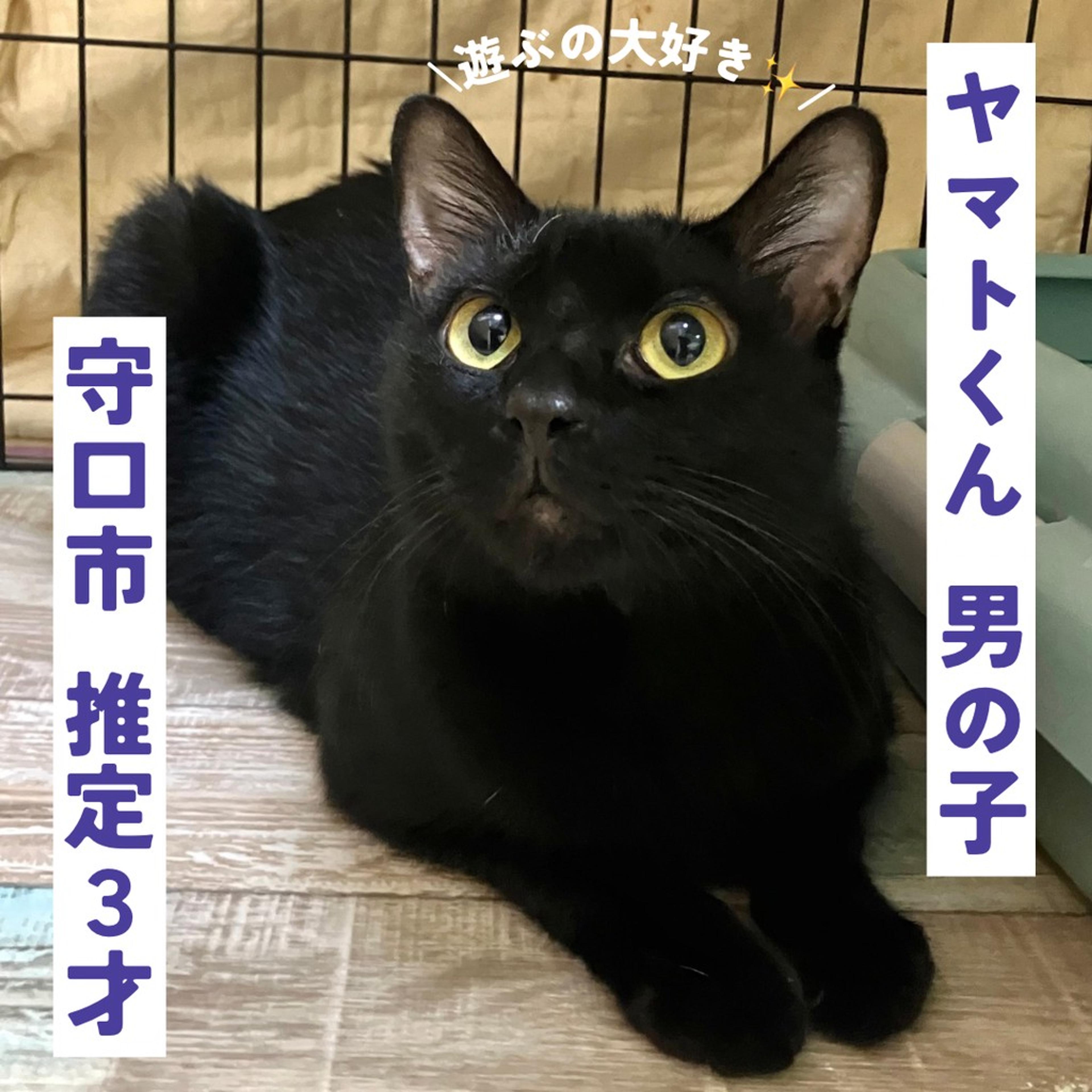 pet-image-2
