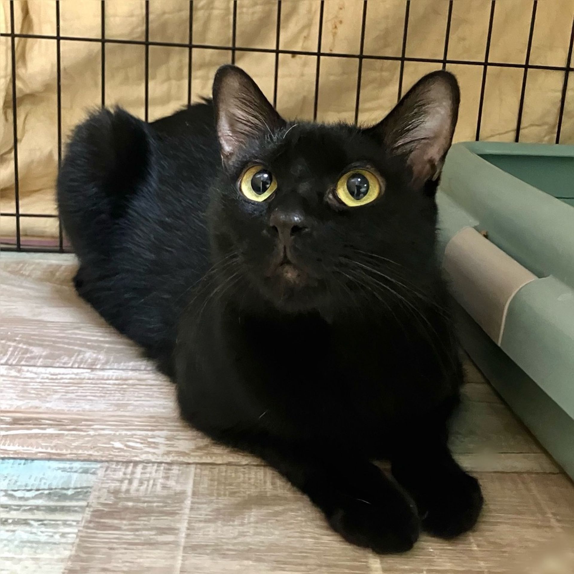 雑種（ミックス猫）・オスの里親募集の写真