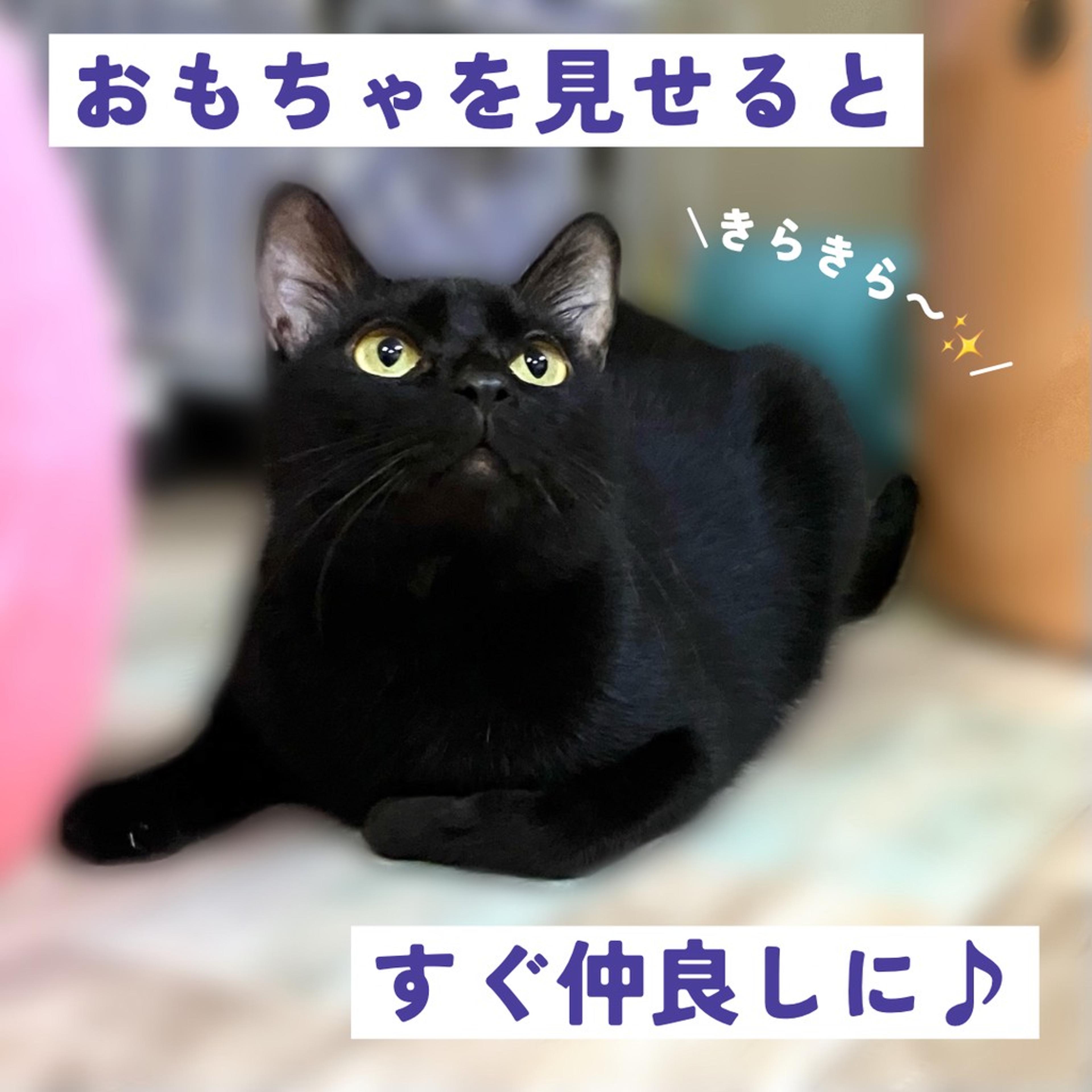 pet-image-3
