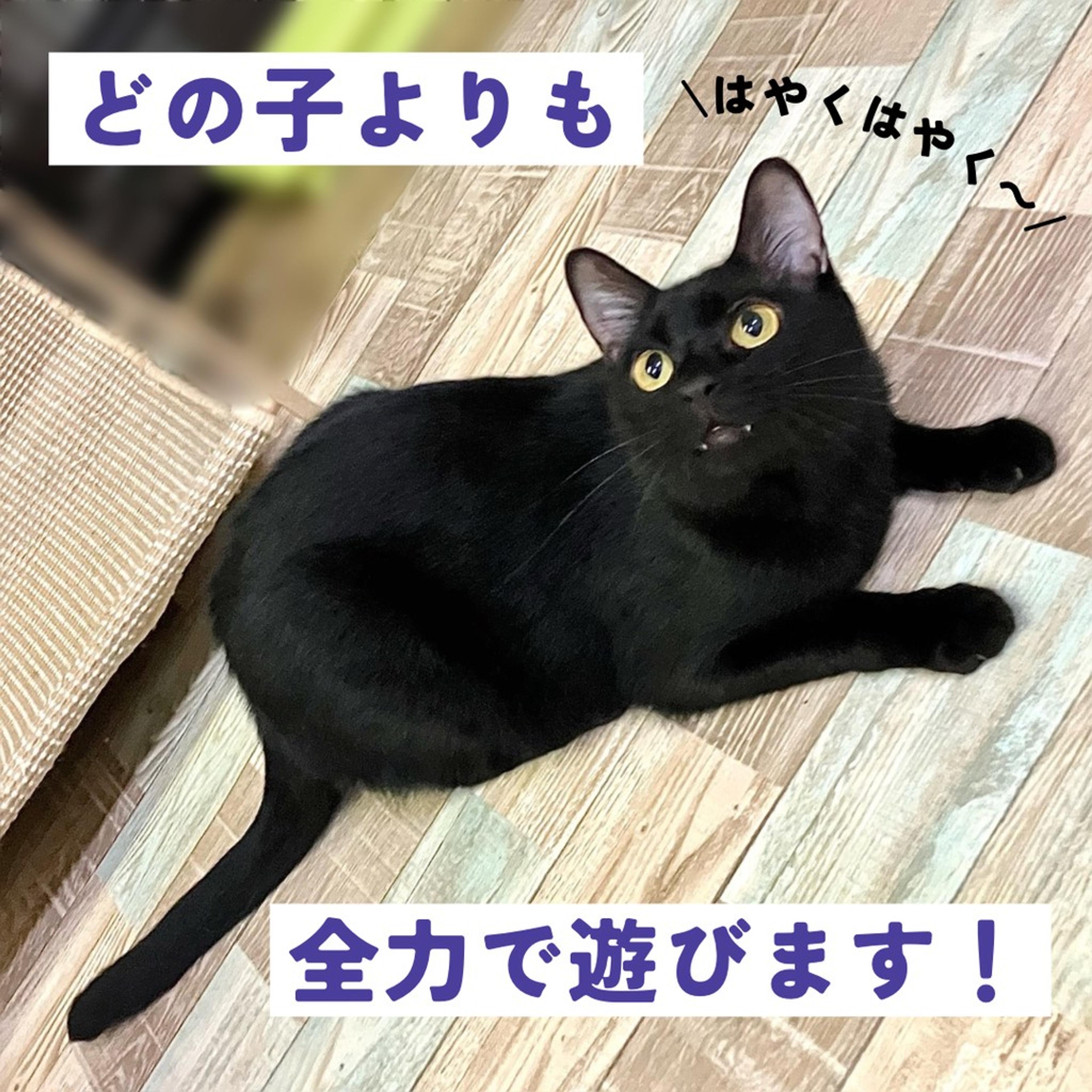 pet-image-4