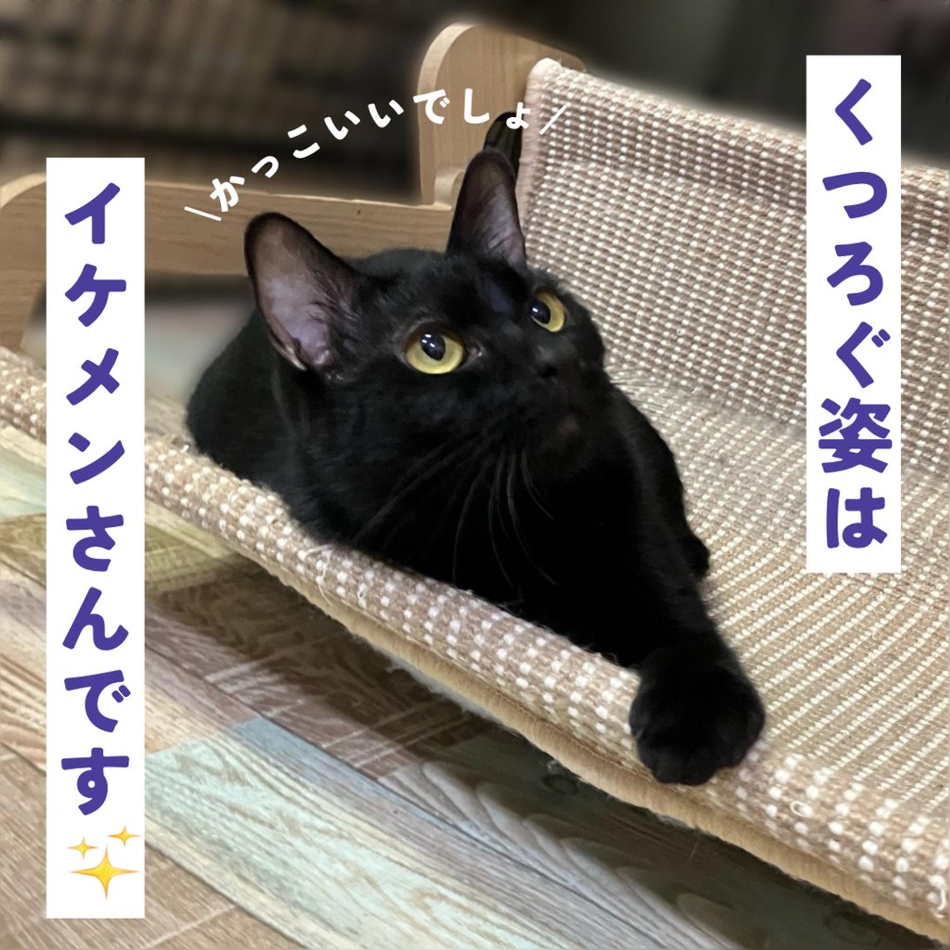 pet-image-5