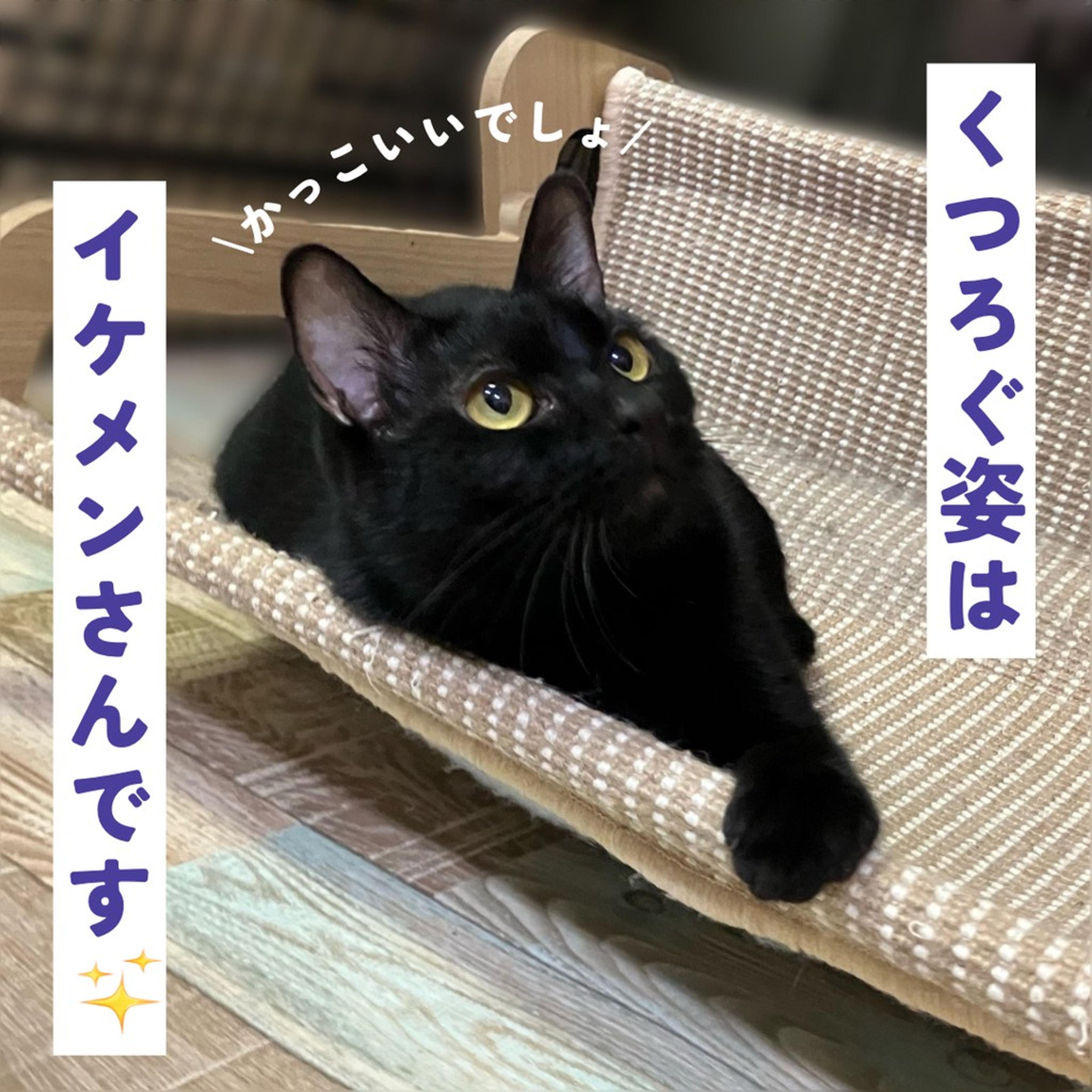 pet-image-5