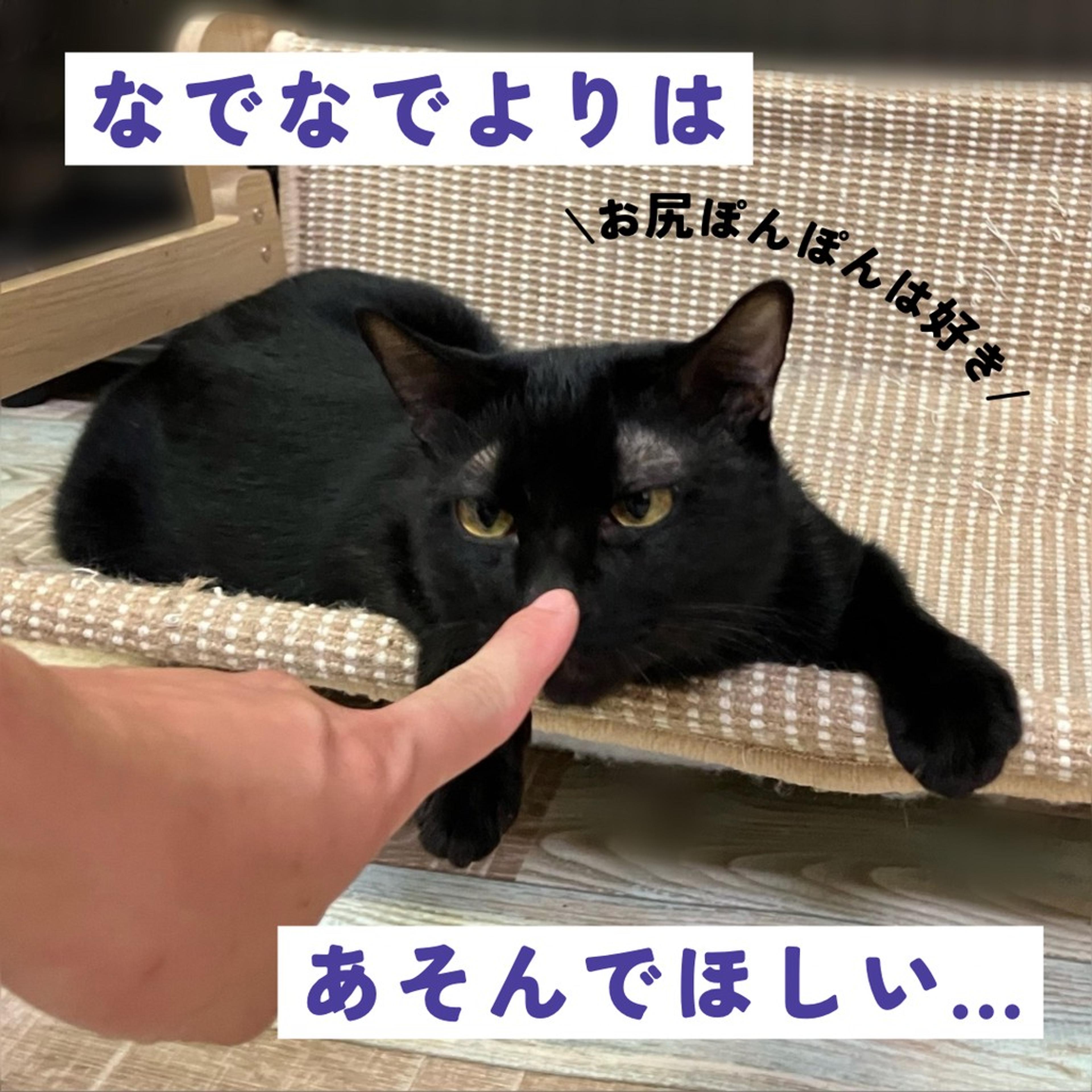 pet-image-6